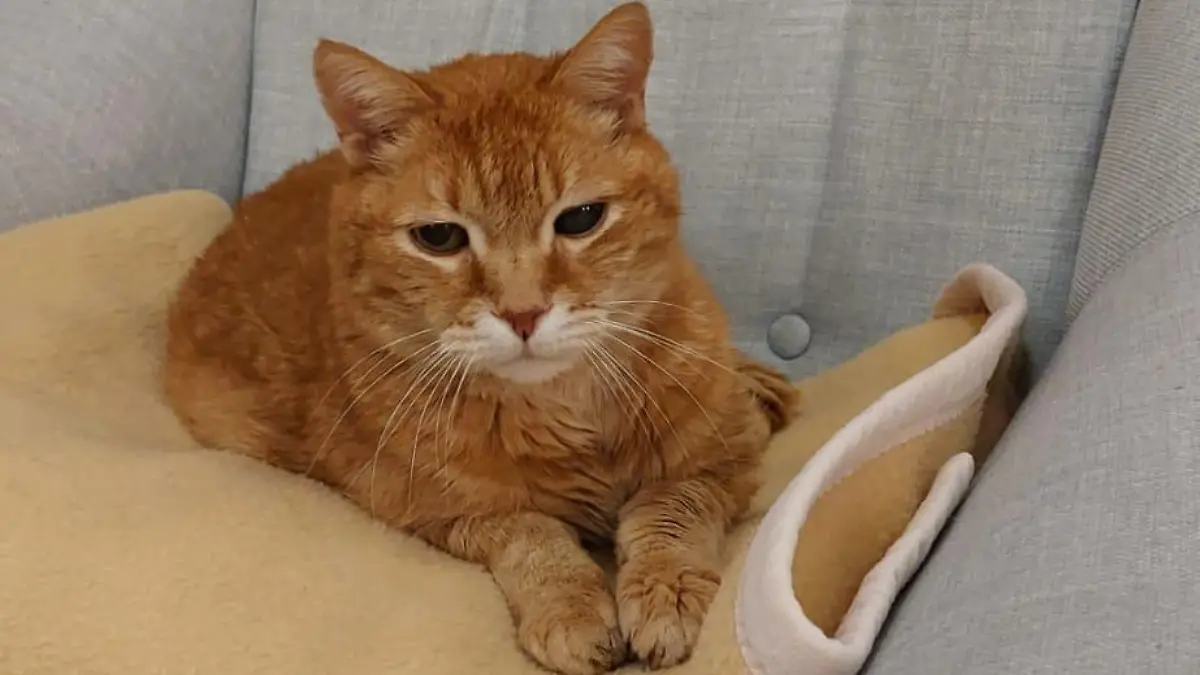 Kater Mali wohnt seit 18 Jahren im Stadtteilhaus Huchting in Bremen.