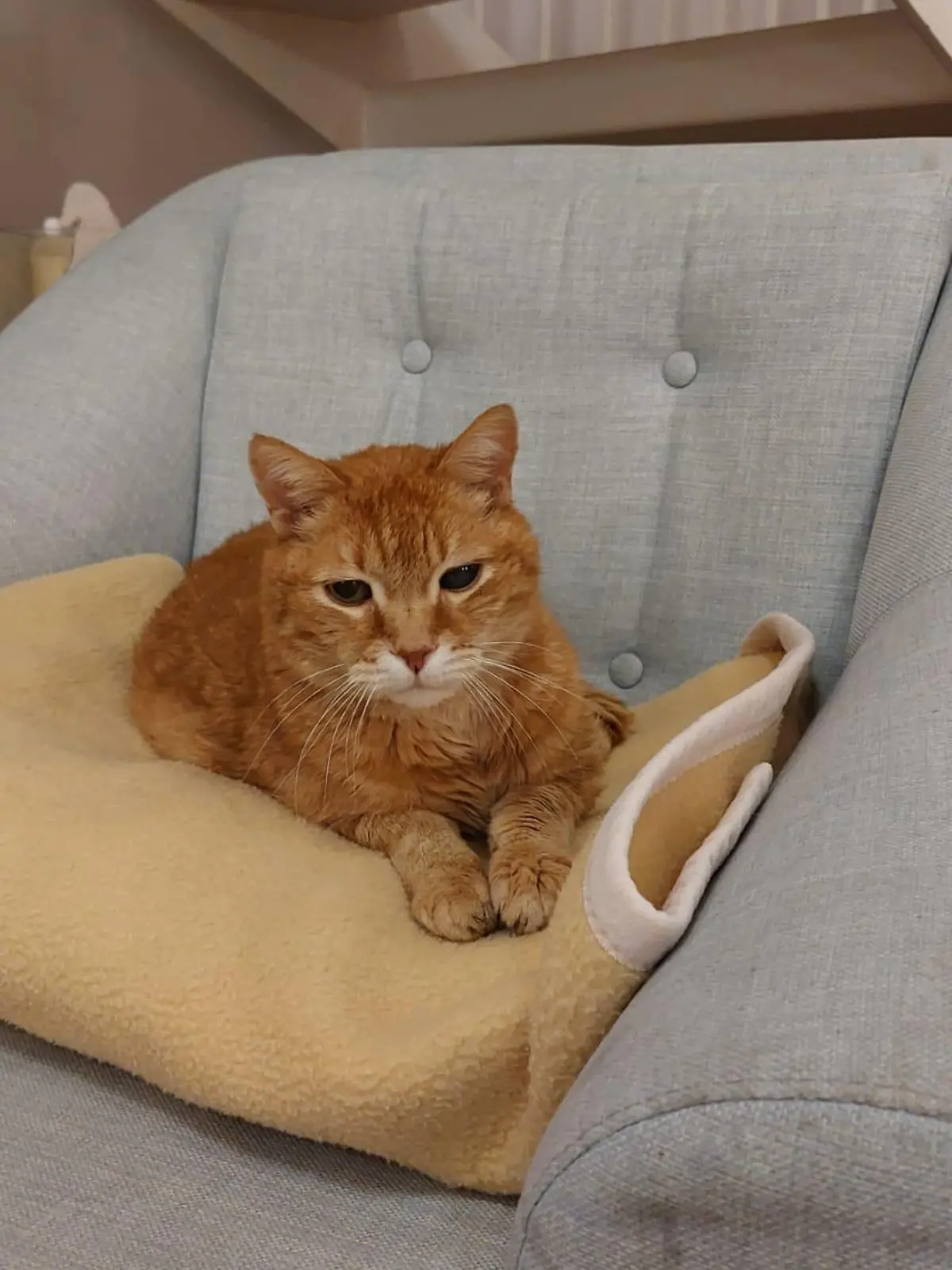 Kater Mali wohnt seit 18 Jahren im Stadtteilhaus Huchting in Bremen.