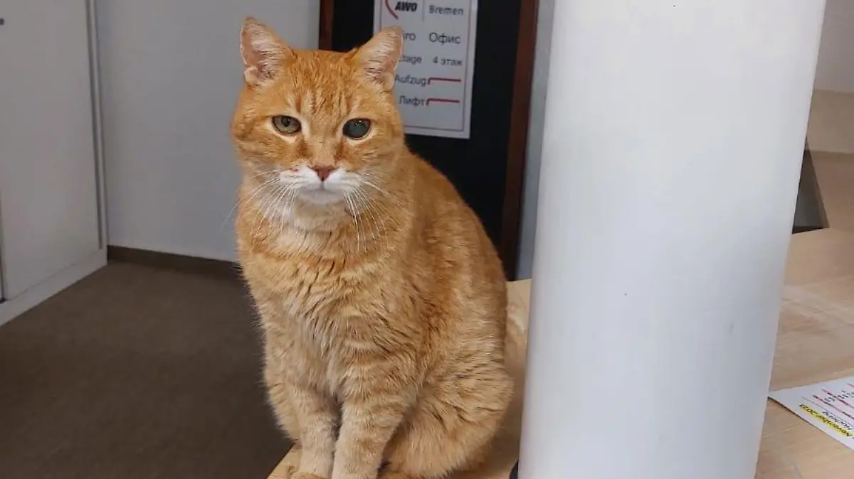 Kater Mali wohnt seit 18 Jahren im Stadtteilhaus Huchting in Bremen.