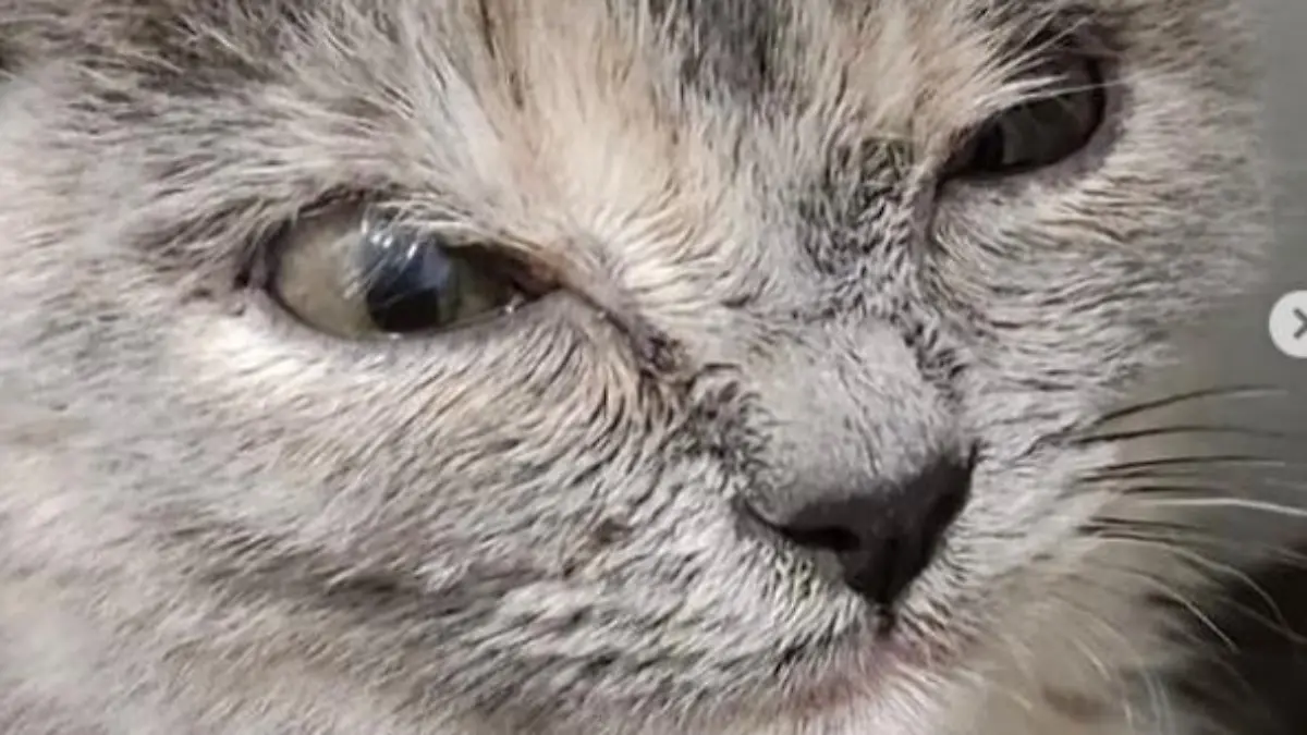 Faltohrkatze