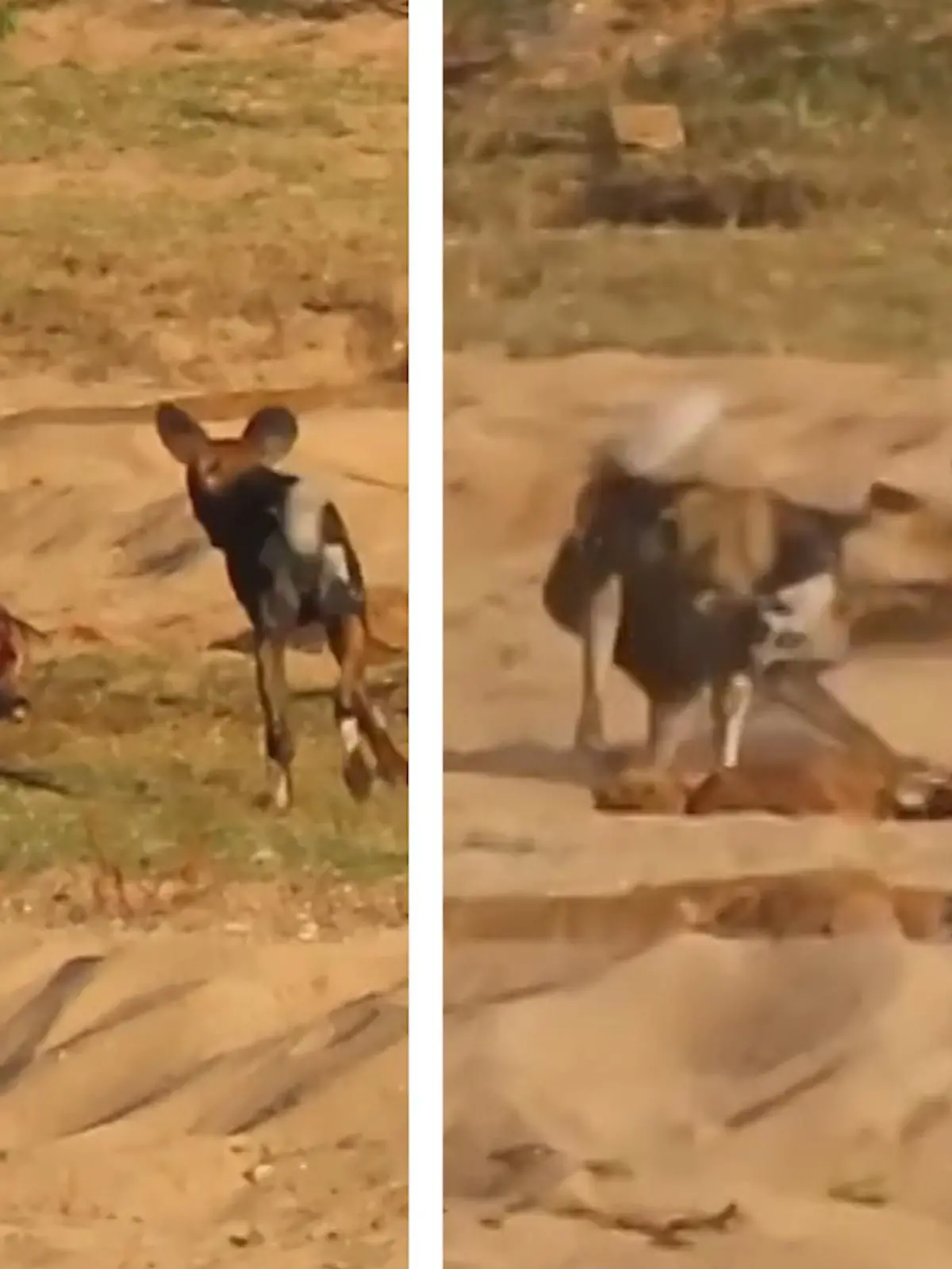 Während ein Rudel Wildhunde sich über ihre Impala-Beute hermacht, schleicht sich eine freche Hyäne ran. Es kommt zum Kampf. Die spektakulären Bilder seht ihr im Video.