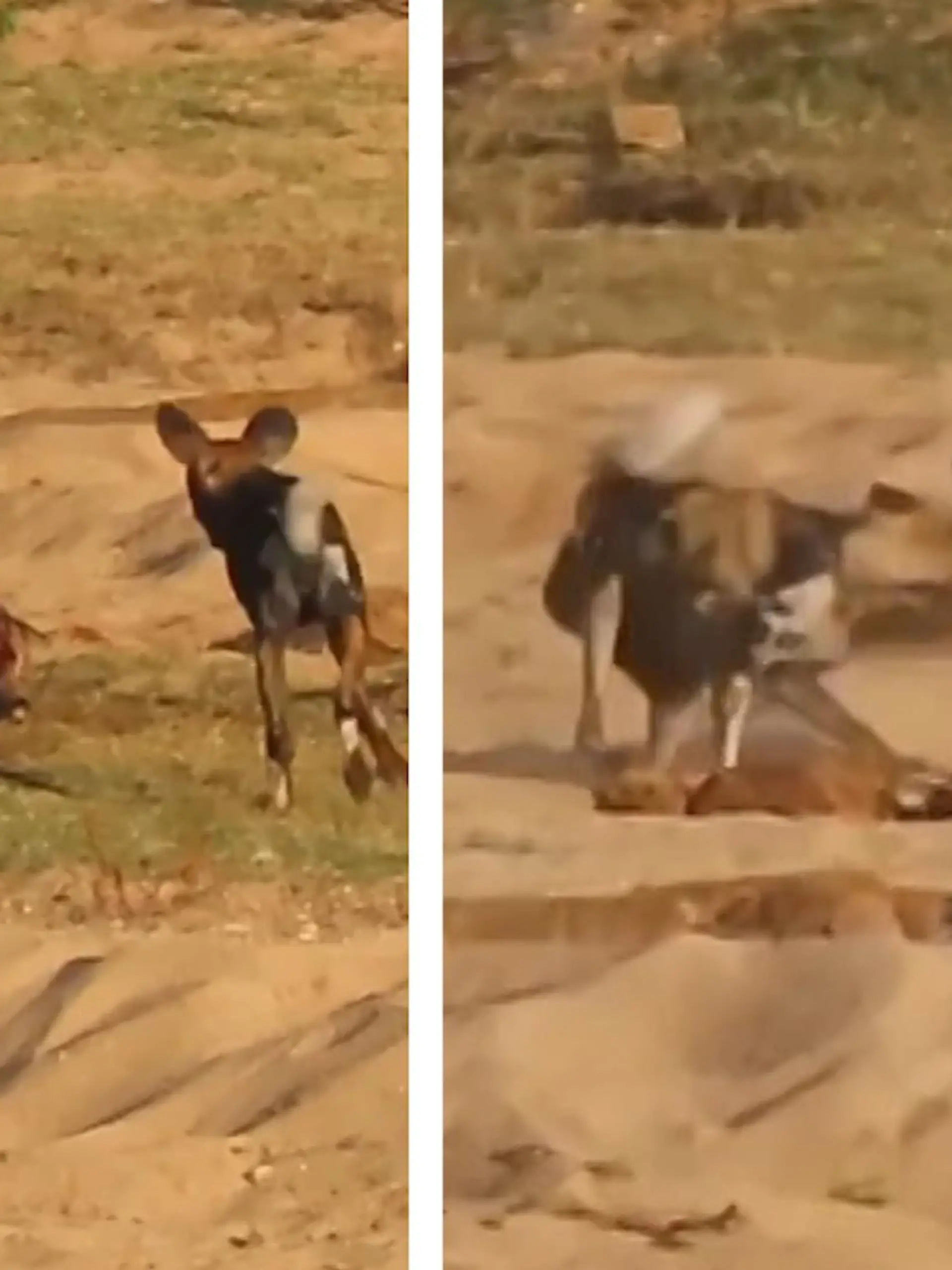 Während ein Rudel Wildhunde sich über ihre Impala-Beute hermacht, schleicht sich eine freche Hyäne ran. Es kommt zum Kampf. Die spektakulären Bilder seht ihr im Video.
