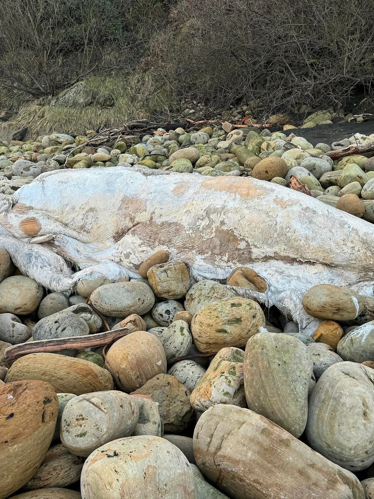 Diese Kreatur wurde an der Küste von Yorkshire angespült