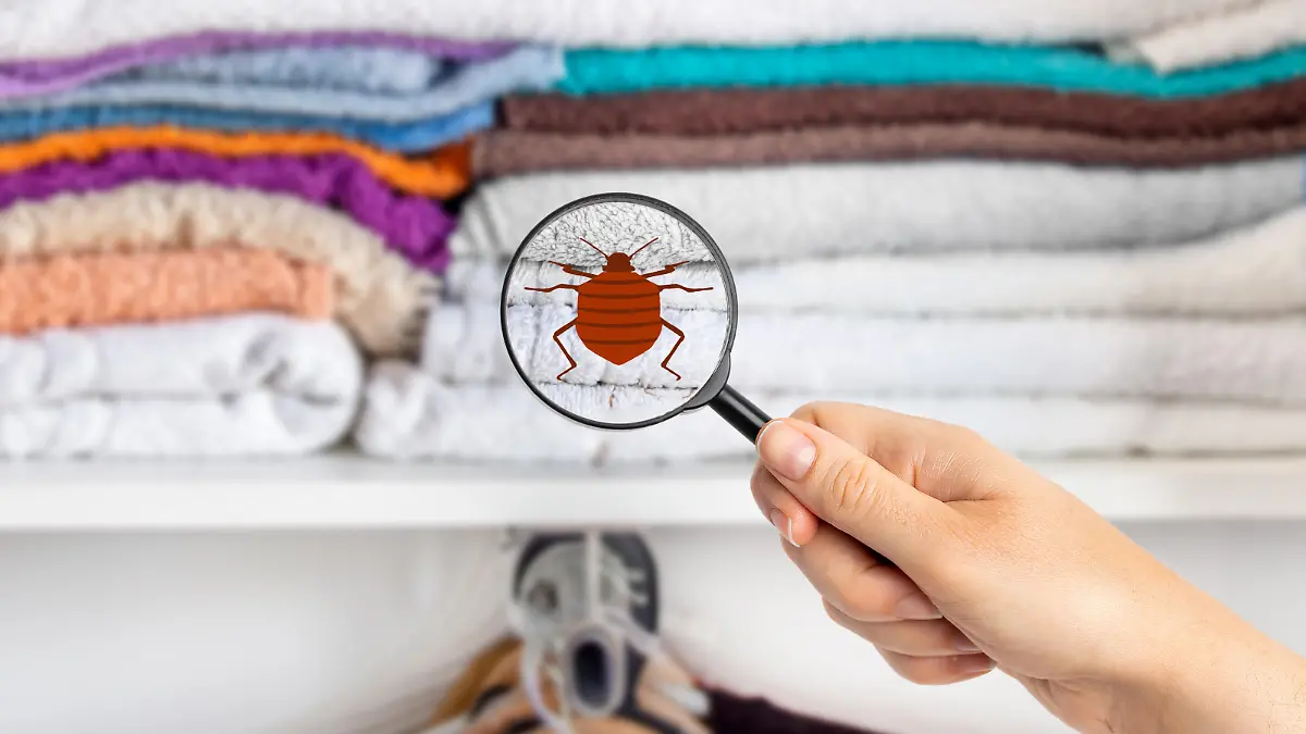 Hand woman with magnifying glass detecting bugs in the wardrobe at home