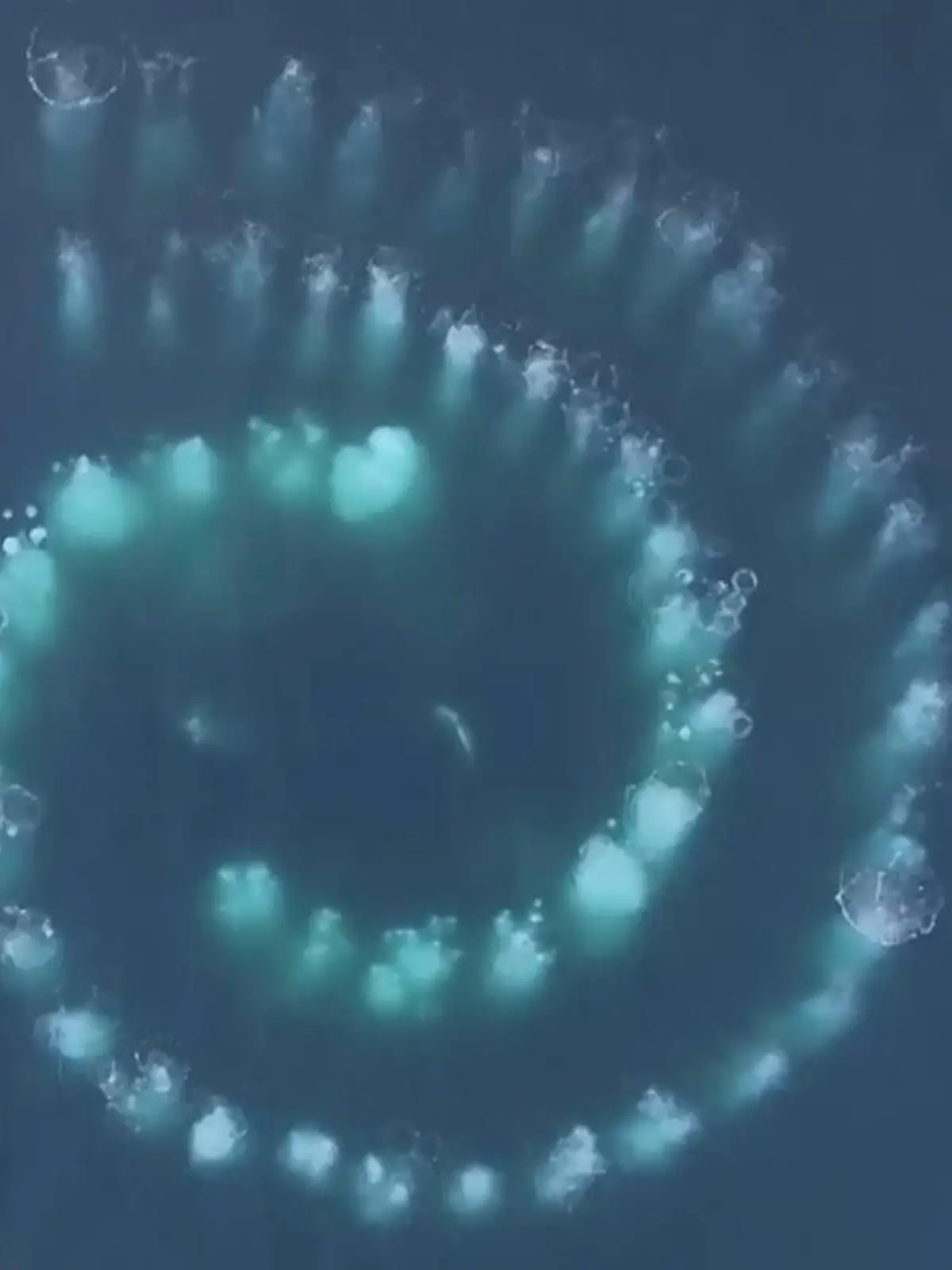 Zwei Buckelwale wenden in der Antarktis eine ganz besondere Technik an, um Futter zu erbeuten: Bubble Net Feeding nennt sie sich. Dabei werden mit Sauerstoffblasen Netze gebildet, die die Fische einkreisen. So können die Wale bequem zuschlagen. Die unglaublichen Bilder dazu zeigen wir im Video.