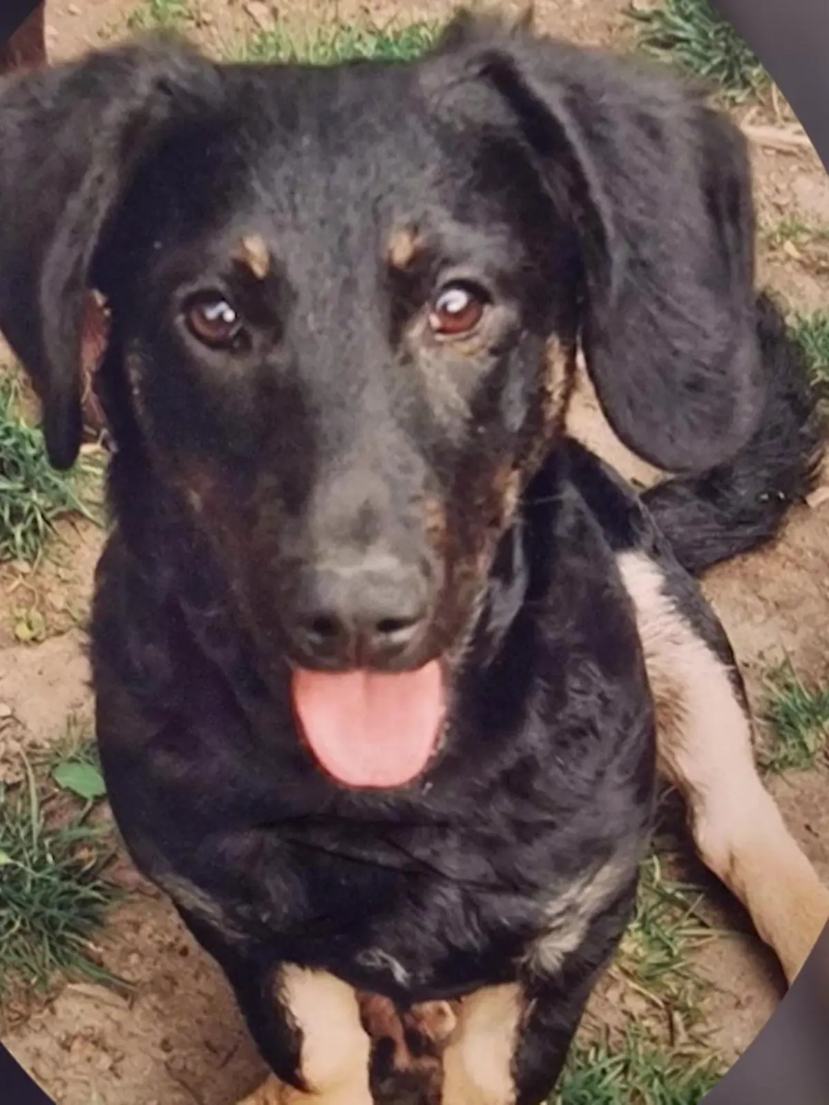 Bild zu: "Hunde-Besitzer vor Gericht"