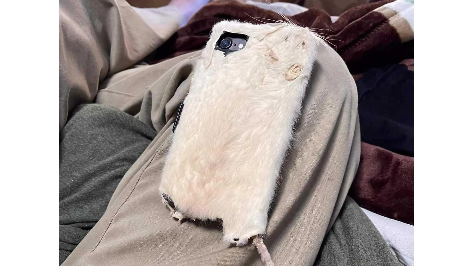 Story from Jam Press (Rat Phone Case)

Pictured: Jessie Gillespie's rat phone case.

Amateur taxidermist leaves Facebook users 'horrified' with bizarre RAT phone case – and it comes with mummified TAIL 'wrist strap'

An amateur taxidermist has gone viral after sharing her latest invention: a rat phone case with a tail "wrist strap".

While many people have turned to upcycling and DIY to save a few pennies, one thrifty woman may gone a step too far by creating a product out of a dead rodent. 

Jessie Gillespie, a farmer from Seattle, Washington, has constructed a "functional" phone case out of the deceased animal, leaving Facebook users shaking their heads at the horrifying item.

Taking to the social media site to share her design, the post has already racked up over 9,000 likes.

Images show the hollowed-out rat's furry skin stretched out over the back of an iPhone, with its flattened face stuck in the corner. 

Although the rodent's tiny feet and eyeballs have been removed by Jessie,
its whiskers and ears remain intact.

"People either love it or hate it," she told NeedToKnow.online, going on to explain the process.

"First I processed the rats. 

"I removed the skins with a scalpel, set the body aside for my dermestid beetle colony, and tanned the hides into literal rat leather: like you would with sheepskin. 

"Then I took a wallet-style phone case and used a ton of E6000 glue to affix it to the outside. 

"I trimmed the pelts to fit and used the scraps to fill in uncovered space.

"The dangling tail, I mummified in a box of salt, and I attached it to the phone case in the spot where you're supposed to hang a charm or a wrist strap.

"I get the animals from pest removal instances where they are euthanized, from roadkill and in the case of the rats, from feeder rats that our pet snakes reject. 

"Our freezer died, and all the feeder rats defrosted, so I got creative with 20 rats that would otherwise have been thrown away."

After sharing her unusual accessory o