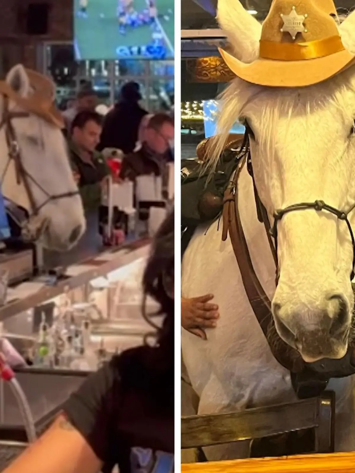 Nein, ihr habt keinen über den Durst getrunken - hier steht wirklich ein Pferd in einer Bar. Michael Duncan und Sheriff sind tierisch beste Freunde und deshalb zieht der Cowboy mit seinem Kumpel regelmäßig durch die Kneipen der Stadt.