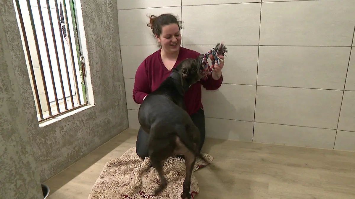 Katharina Korff vom Tierheim Cuxhaven sorgt sich, wie es mit Hunden von der 'Rasseliste' weitergehen wird.