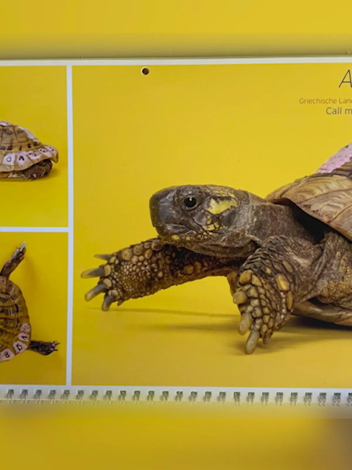 Es geht um die Schildkröte Shiggy aus Gelsenkirchen. Seit fast einem Jahr sucht Besitzerin Ute nach ihr, dabei steht auf ihrem Panzer sogar die Telefonnummer. Doch niemand hat bisher angerufen. Weder Shiggy noch irgendein Finder oder das Tierheim. Deswegen hat Ute nicht schlecht gestaunt, als sie ihre Shiggy jetzt als Kalender-Girl wiederentdeckt hat. Nun ist der Ärger groß und Shiggy hat sogar ein Aktenzeichen beim Anwalt.