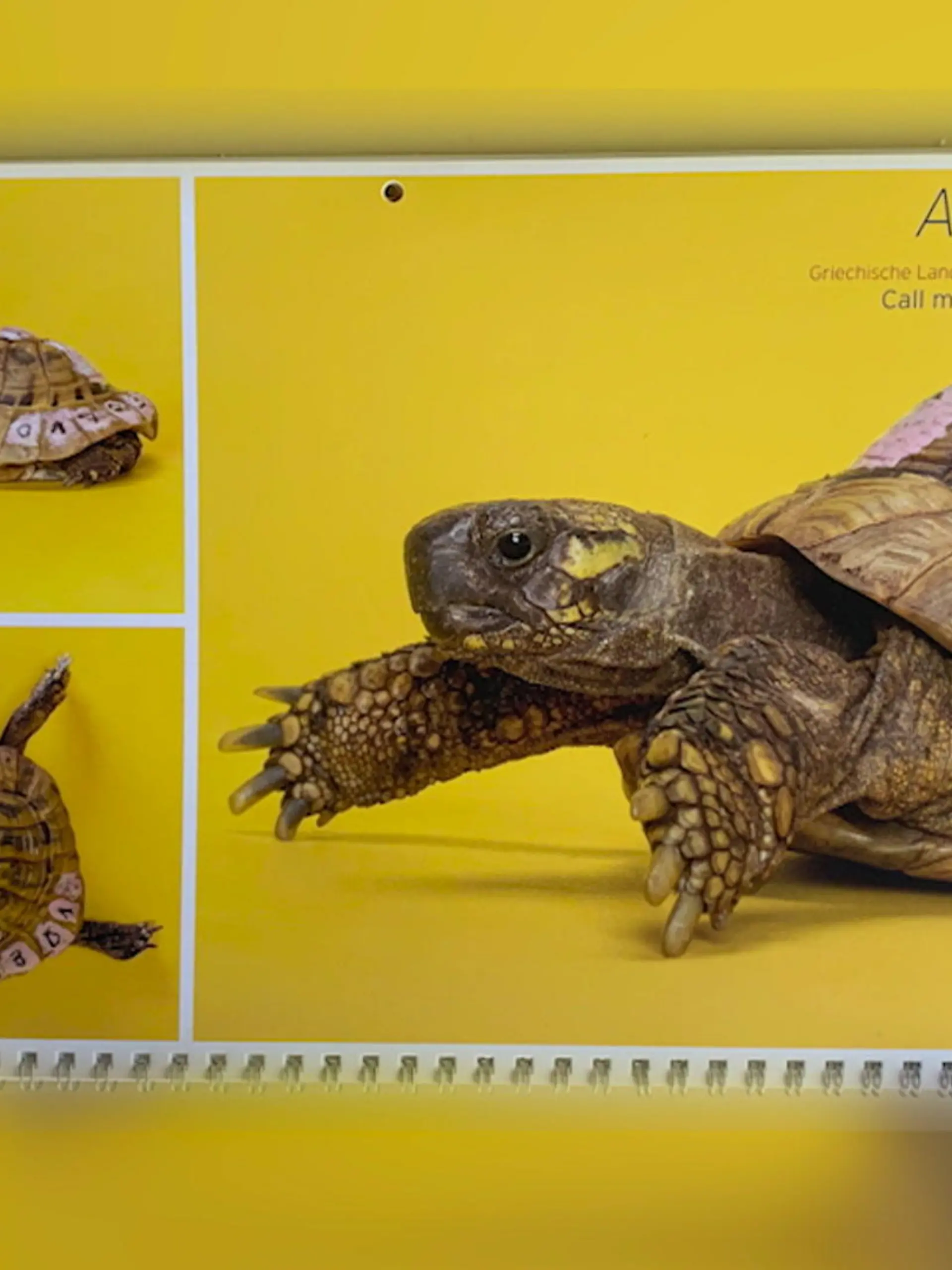 Es geht um die Schildkröte Shiggy aus Gelsenkirchen. Seit fast einem Jahr sucht Besitzerin Ute nach ihr, dabei steht auf ihrem Panzer sogar die Telefonnummer. Doch niemand hat bisher angerufen. Weder Shiggy noch irgendein Finder oder das Tierheim. Deswegen hat Ute nicht schlecht gestaunt, als sie ihre Shiggy jetzt als Kalender-Girl wiederentdeckt hat. Nun ist der Ärger groß und Shiggy hat sogar ein Aktenzeichen beim Anwalt.