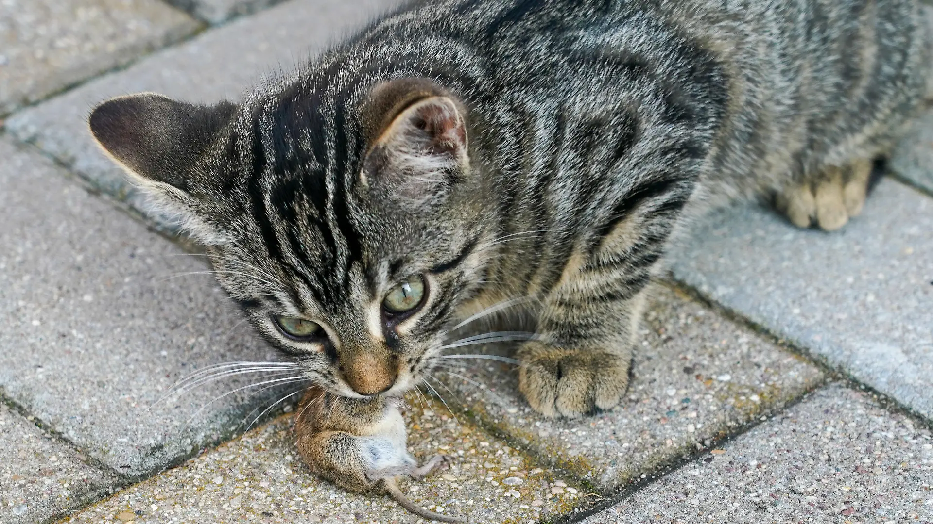 ARCHIV - 03.09.2021, Sachsen-Anhalt, Querfurt: Eine junge Katze frisst eine Maus. Seit Beginn des Kastrationsprogrammes für Streunerkatzen im September 2020 sind in Sachsen-Anhalt etwa 2500 Katzen durch Tierschutzvereine kastriert worden. (zu dpa «Etwa 2500 streunende Katzen in Sachsen-Anhalt kastriert») Foto: Peter Endig/dpa-Zentralbild/dpa +++ dpa-Bildfunk +++