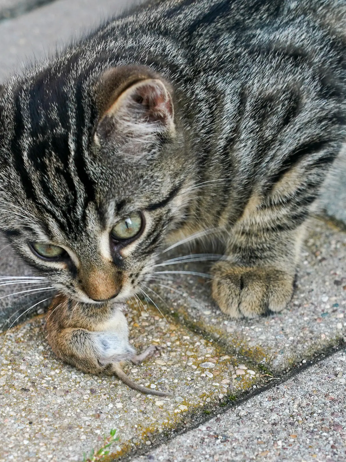 ARCHIV - 03.09.2021, Sachsen-Anhalt, Querfurt: Eine junge Katze frisst eine Maus. Seit Beginn des Kastrationsprogrammes für Streunerkatzen im September 2020 sind in Sachsen-Anhalt etwa 2500 Katzen durch Tierschutzvereine kastriert worden. (zu dpa «Etwa 2500 streunende Katzen in Sachsen-Anhalt kastriert») Foto: Peter Endig/dpa-Zentralbild/dpa +++ dpa-Bildfunk +++