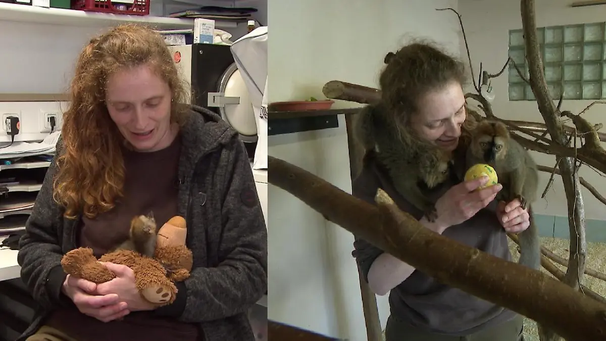 Links ist eine Frau mit einem Affenbaby, rechts die gleiche Frau mit zwei Affen.