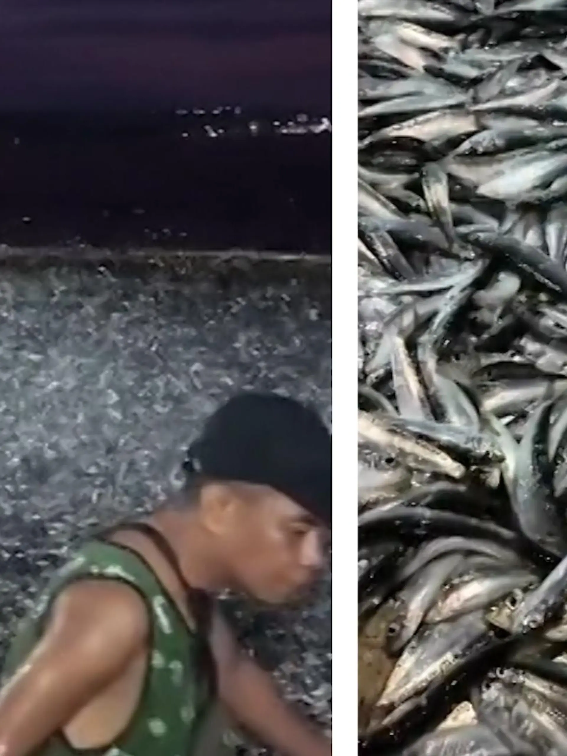 In Saranggani, einer Provinz auf den Philippinen kommt es zum Naturschauspiel. Millionen von Fischen springen aus dem Wasser. Es scheint fast, als wären sie auf der Flucht - im Video.