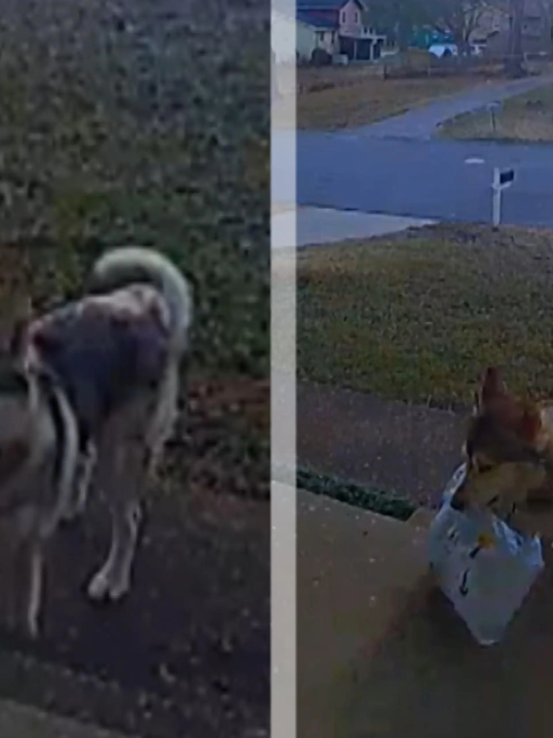 In den USA liefert ein Paketbote ein Päckchen aus. Doch der Hund der Familie verschleppt das gute Stück, nachdem er den Postboten verjagt hat. Die irre Szene zeigen wir im Video.