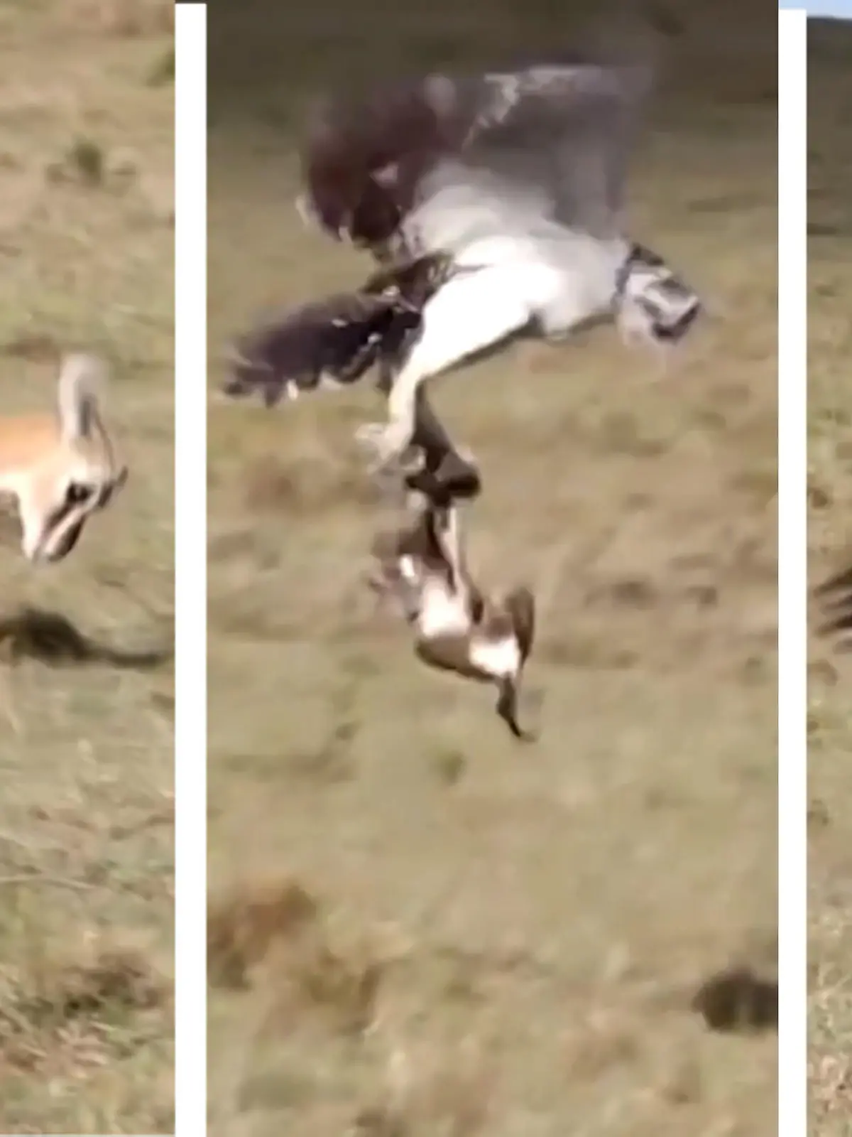 Eine Gazellen-Mama versucht verzweifel ihr Junges aus den Klauen eines Raubvogels zu befreien. Die spektakuläten Bilder seht ihr im Video!