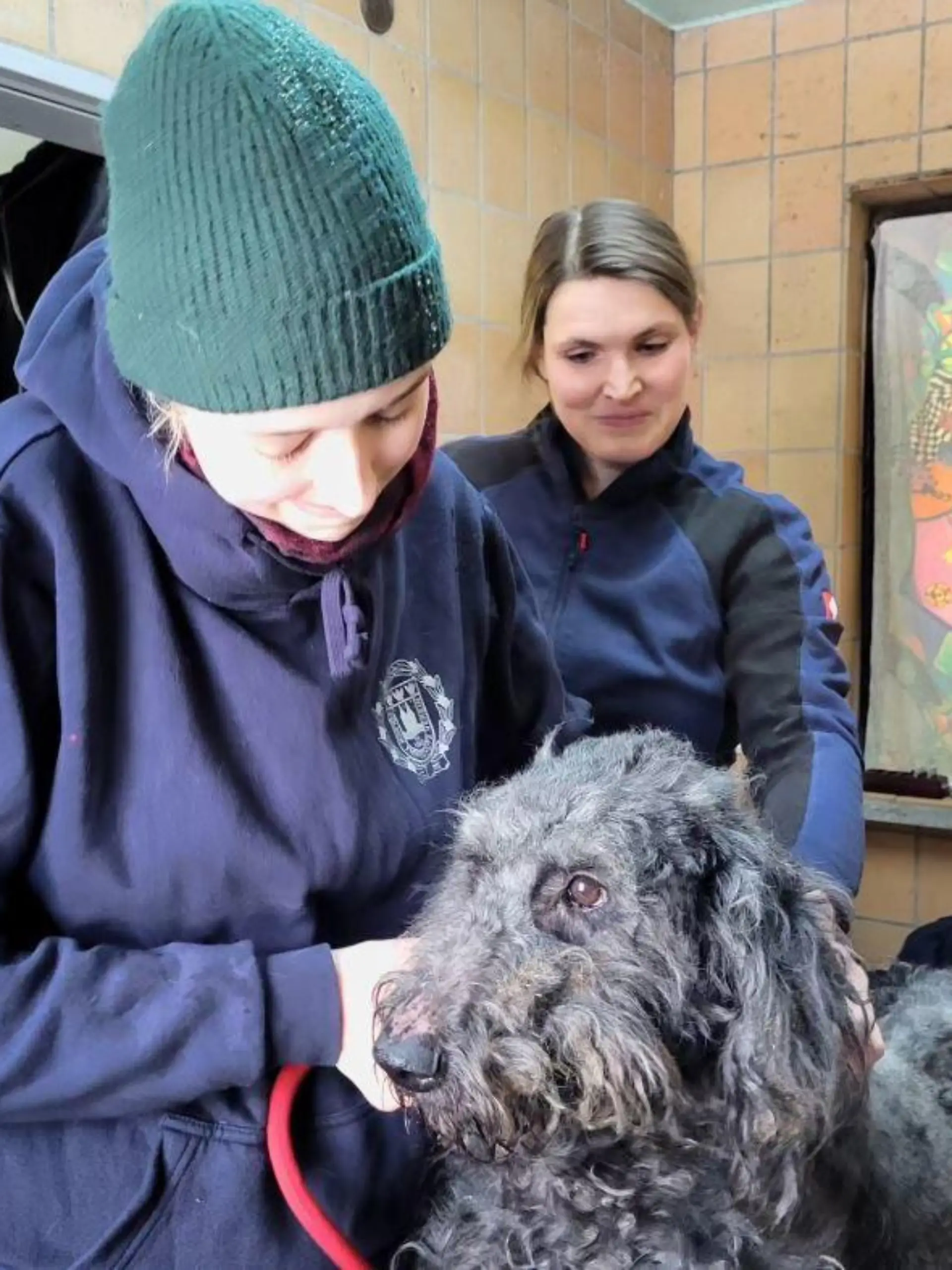 Hund wird entfilzt