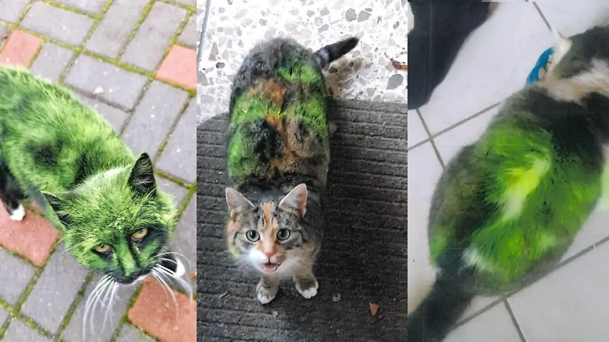 Unbekannter sprüht Katzen grün