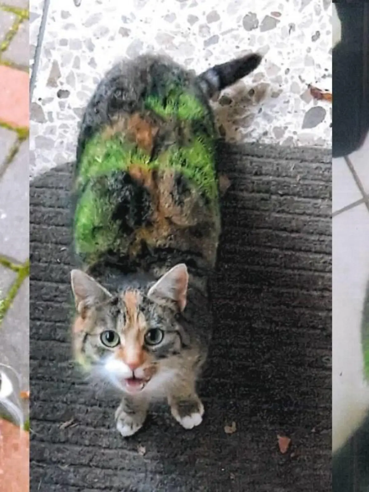 Unbekannter sprüht Katzen grün
