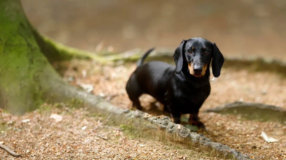 Ein Kurzhaardackel (Weibchen, 7 Monate, Kurzhharteckel Standard) im Wald. Der Kurzhaardackel /Kurzhaarteckel ist wegen seines glatten Fells sehr beliebt. Kurzhaardackel gelten als eigensinnig, intelligent und agil. (Symbolbild, Themenbild) Köln, 22.07.2023