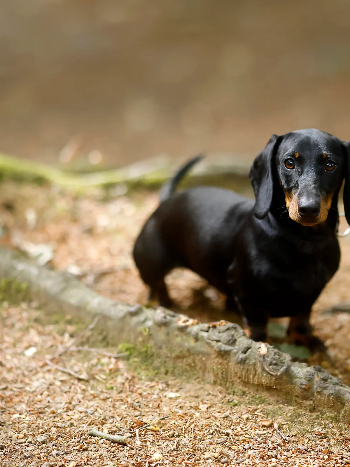 Ein Kurzhaardackel (Weibchen, 7 Monate, Kurzhharteckel Standard) im Wald. Der Kurzhaardackel /Kurzhaarteckel ist wegen seines glatten Fells sehr beliebt. Kurzhaardackel gelten als eigensinnig, intelligent und agil. (Symbolbild, Themenbild) Köln, 22.07.2023