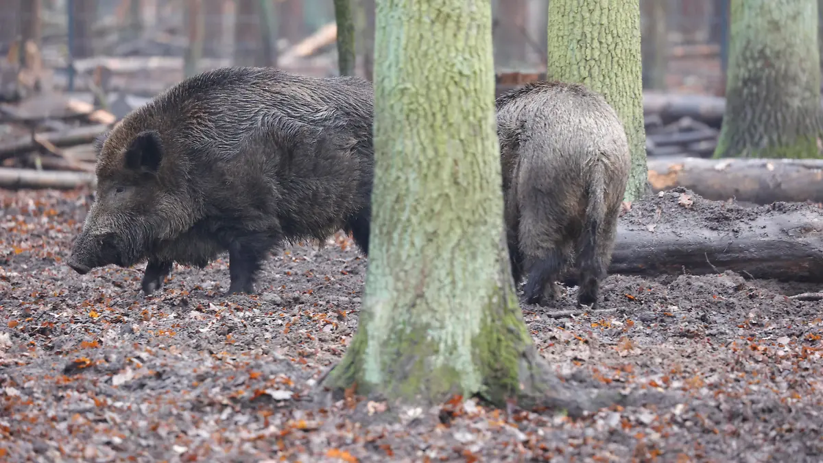 Berlin, Wildtiergehege im Spandauer Forst, größte Wildgehege auf Berliner Stadtgebiet.