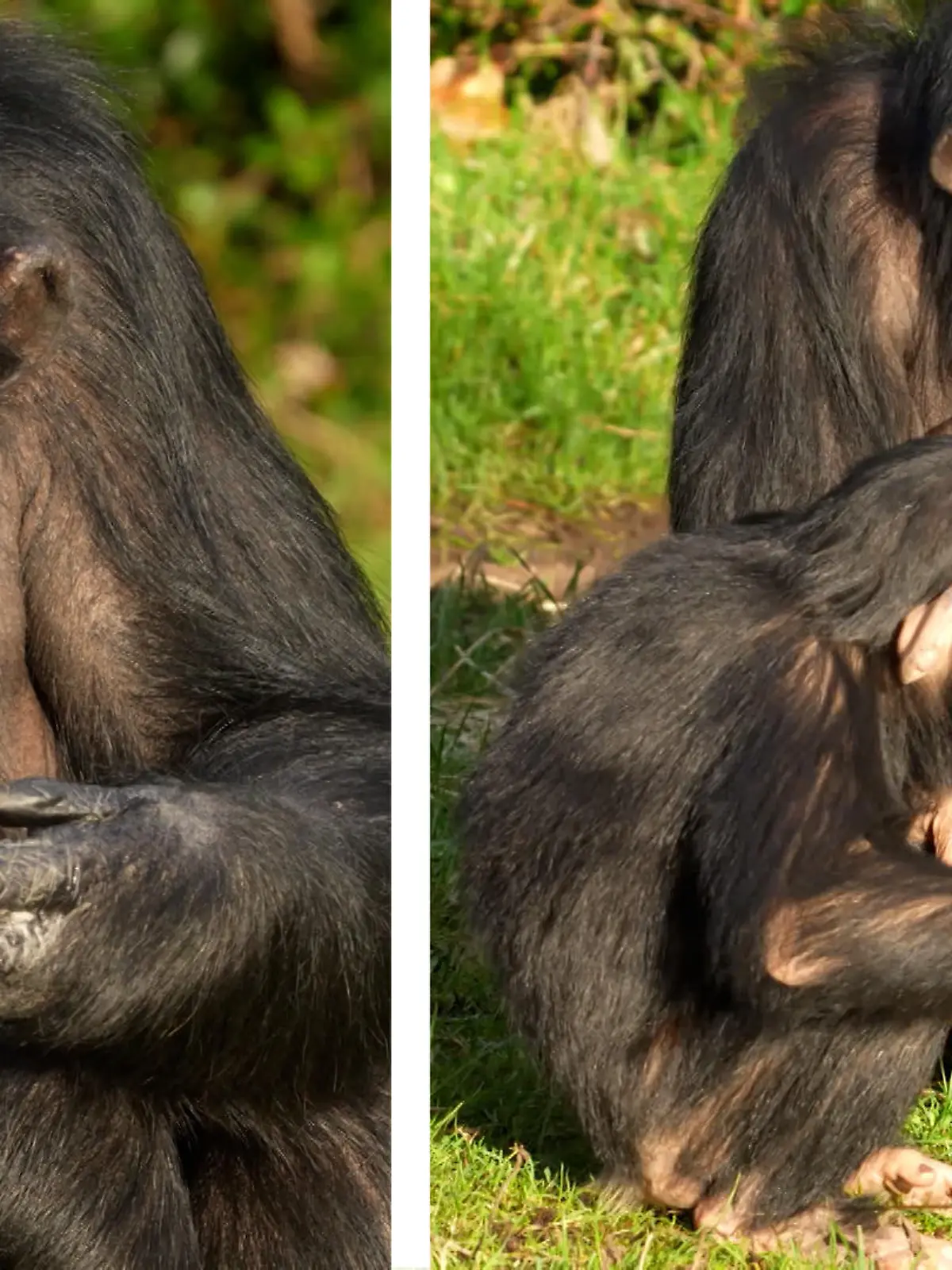 Eine Schimpansenfamilie futtert sich durch den gefrorenen See ihres Geheges im Zoo von Chester. Erst sind sie sketpisch, als sie aber merken, dass der Snack lecker ist, greifen alle zu.