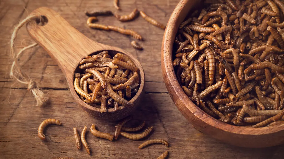 Mehlwürmer als Insekten-Snack wie im Dschungelcamp.