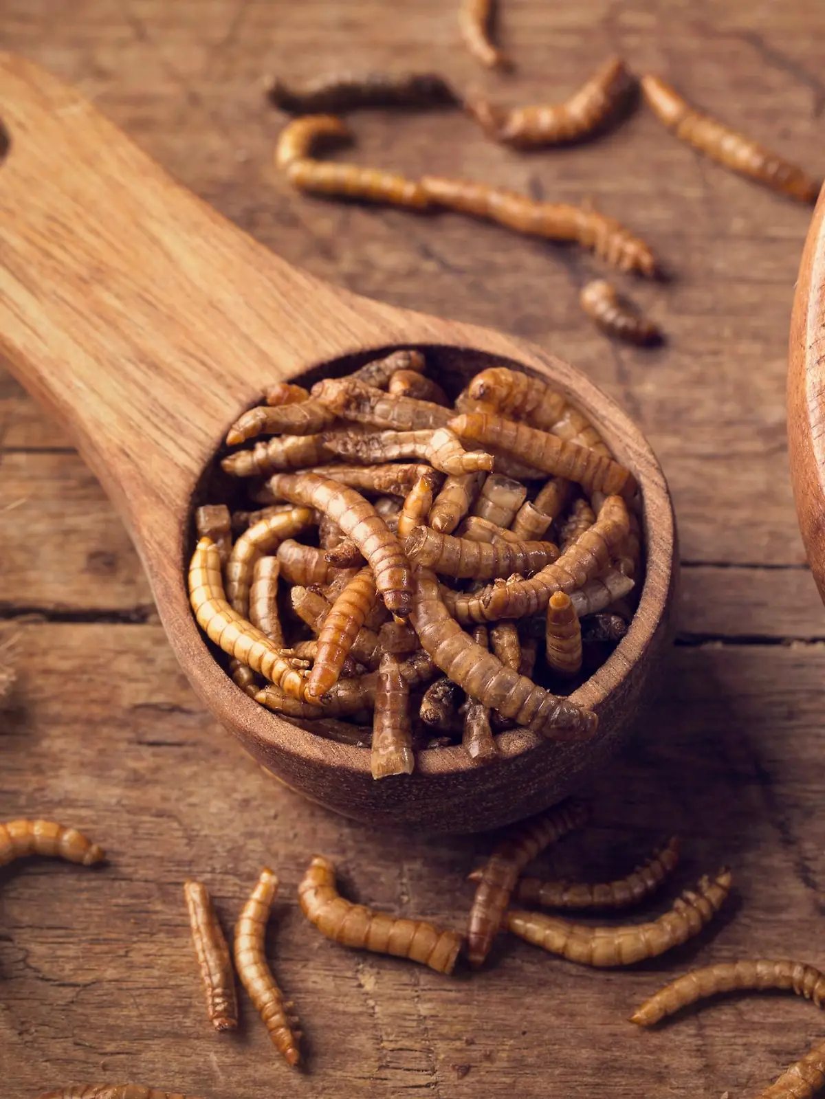 Mehlwürmer als Insekten-Snack wie im Dschungelcamp.