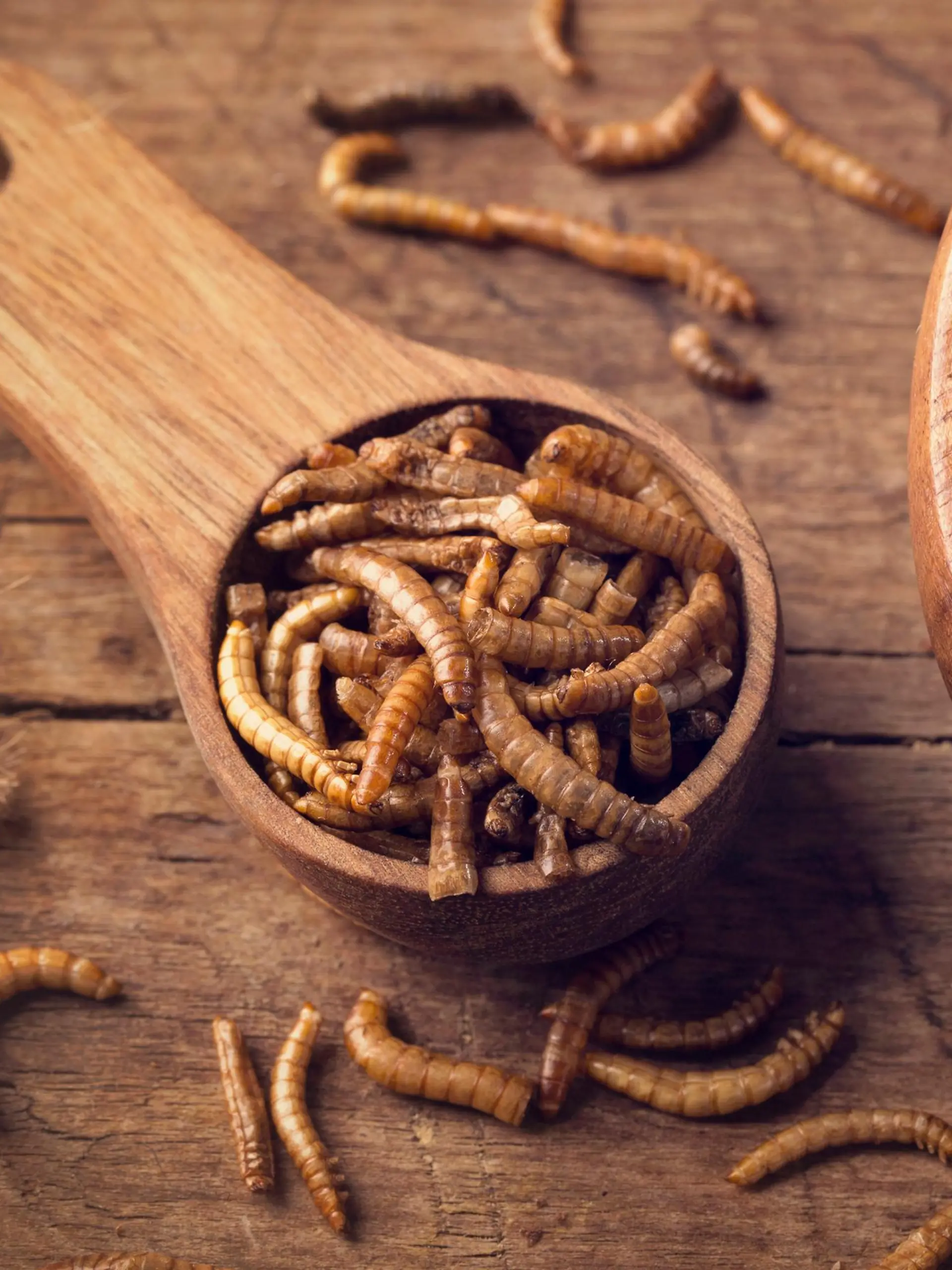 Mehlwürmer als Insekten-Snack wie im Dschungelcamp.