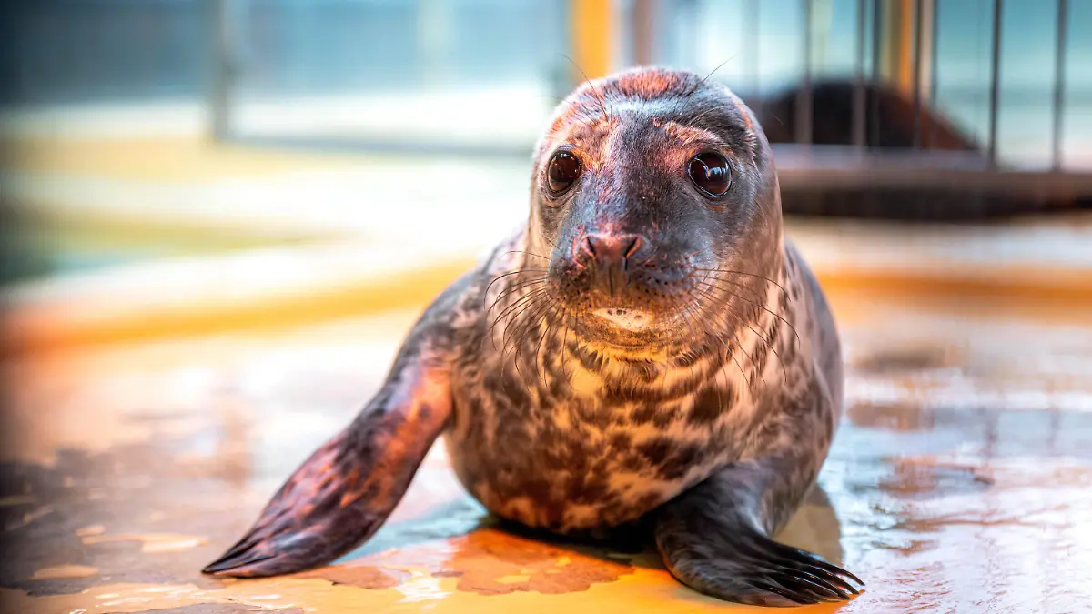 PRODUKTION - 17.01.2024, Niedersachsen, Norddeich: Ein Kegelrobben-Jungtier in der Seehundstation Norddeich. Kurz vor dem Ende der Wurfsaison bei den Kegelrobben haben die beiden Seehundstationen in Niedersachsen und Schleswig-Hostein bislang rund drei Dutzend Jungtiere in ihre Obhut genommen. Foto: Sina Schuldt/dpa +++ dpa-Bildfunk +++
