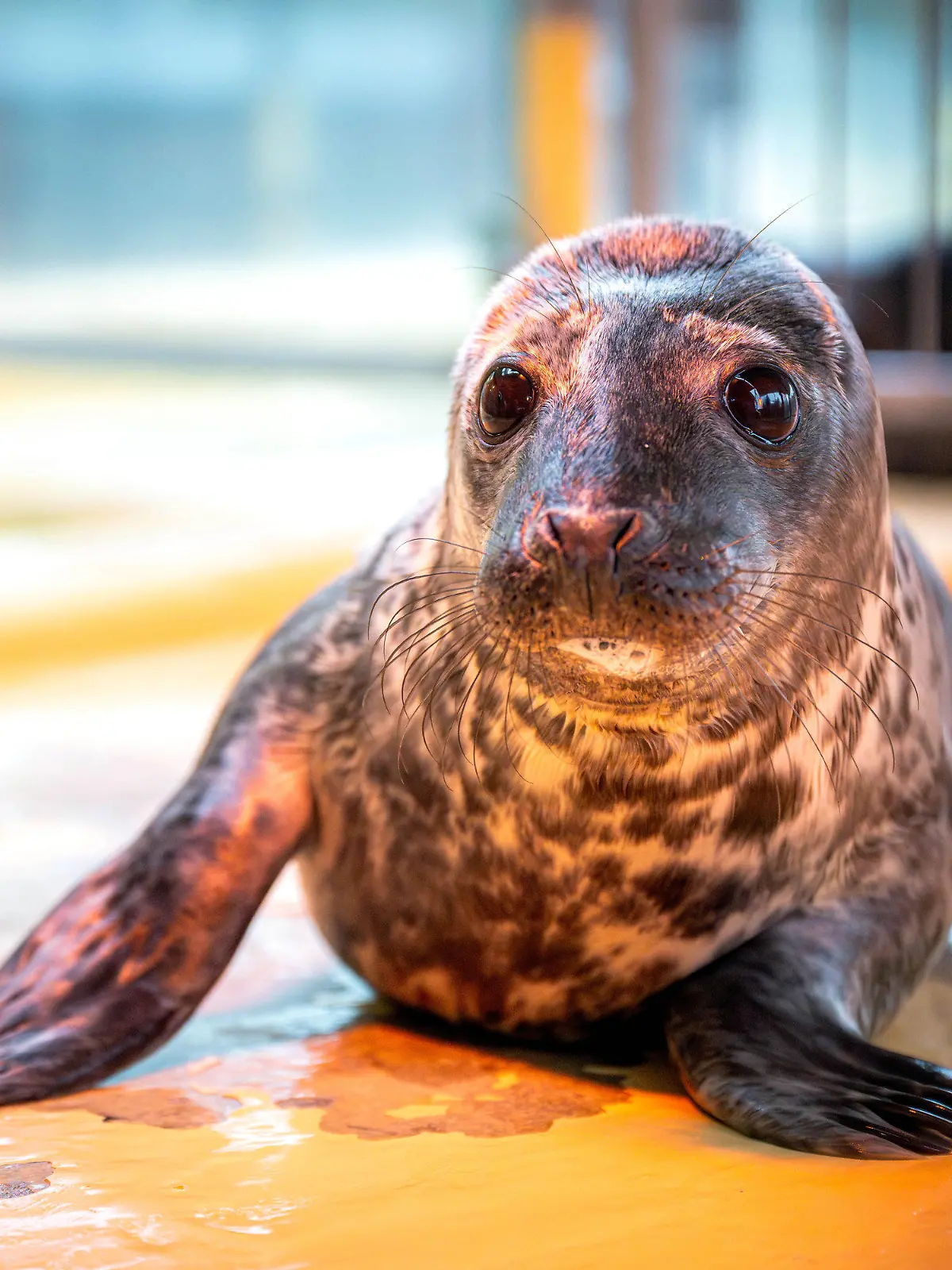 PRODUKTION - 17.01.2024, Niedersachsen, Norddeich: Ein Kegelrobben-Jungtier in der Seehundstation Norddeich. Kurz vor dem Ende der Wurfsaison bei den Kegelrobben haben die beiden Seehundstationen in Niedersachsen und Schleswig-Hostein bislang rund drei Dutzend Jungtiere in ihre Obhut genommen. Foto: Sina Schuldt/dpa +++ dpa-Bildfunk +++