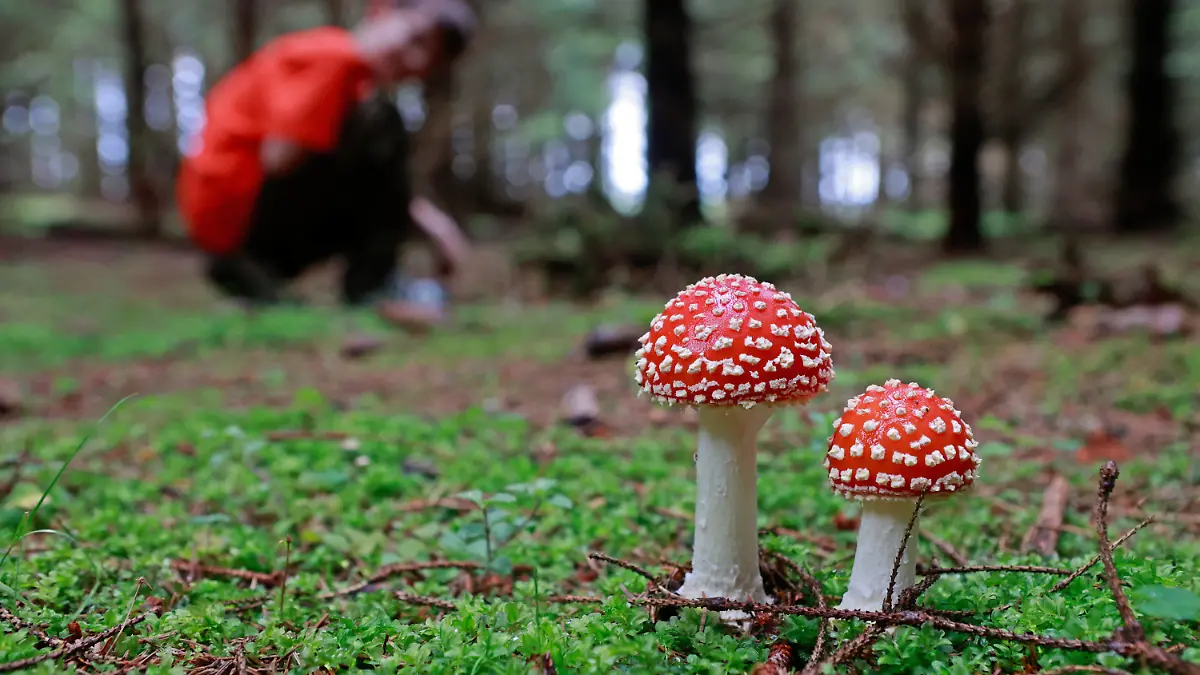 PRODUKTION - 16.08.2023, Sachsen-Anhalt, Elend: Ein Fliegenpilz steht in einem Nadelwald bei Elend im Harz. Die Pilz-Ernte ist in Sachsen-Anhalt früher als sonst angelaufen. Grund dafür sind die Niederschlagsreichen Wochen im Juli und August. Von Juli bis Oktober wachsen viele Pilze im Wald. Ob ein Pilz giftig ist oder nicht lässt sich nicht immer von außen beurteilen. Experten raten dazu, sich auf die Röhrlingsart zu fokussieren und einen Pilzsachverständigen zu kontaktieren. Foto: Matthias Bein/dpa +++ dpa-Bildfunk +++
