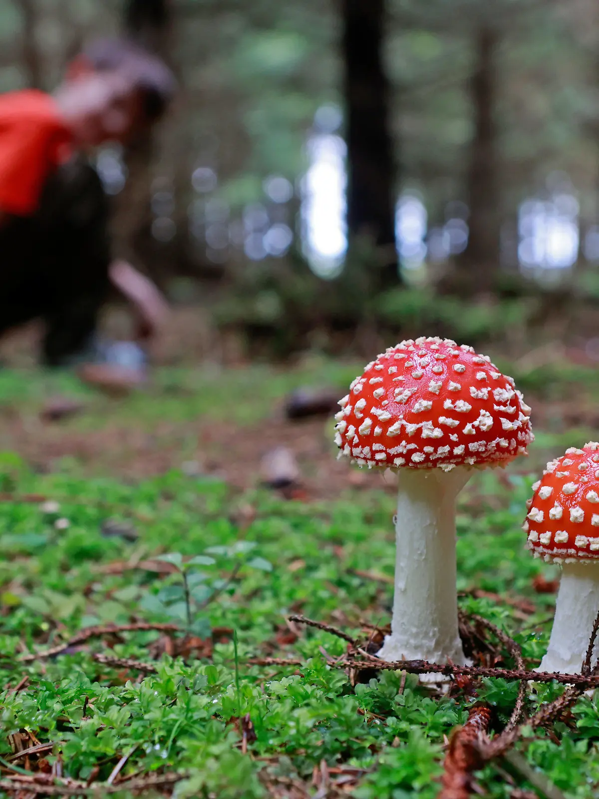 PRODUKTION - 16.08.2023, Sachsen-Anhalt, Elend: Ein Fliegenpilz steht in einem Nadelwald bei Elend im Harz. Die Pilz-Ernte ist in Sachsen-Anhalt früher als sonst angelaufen. Grund dafür sind die Niederschlagsreichen Wochen im Juli und August. Von Juli bis Oktober wachsen viele Pilze im Wald. Ob ein Pilz giftig ist oder nicht lässt sich nicht immer von außen beurteilen. Experten raten dazu, sich auf die Röhrlingsart zu fokussieren und einen Pilzsachverständigen zu kontaktieren. Foto: Matthias Bein/dpa +++ dpa-Bildfunk +++