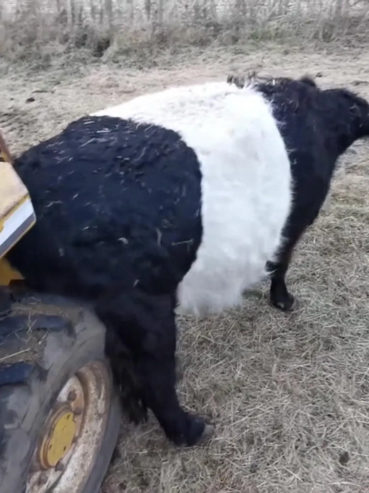 Dieses Galloway-Rind beweist so einiges an Kreativität. Denn sein Popo scheint ziemlich zu jucken. Warum da ein Reifen wie gerufen kommt, erfahrt ihr im Video.