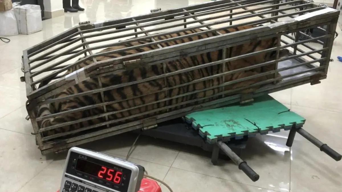 Ein Tiger in einem Käfig.