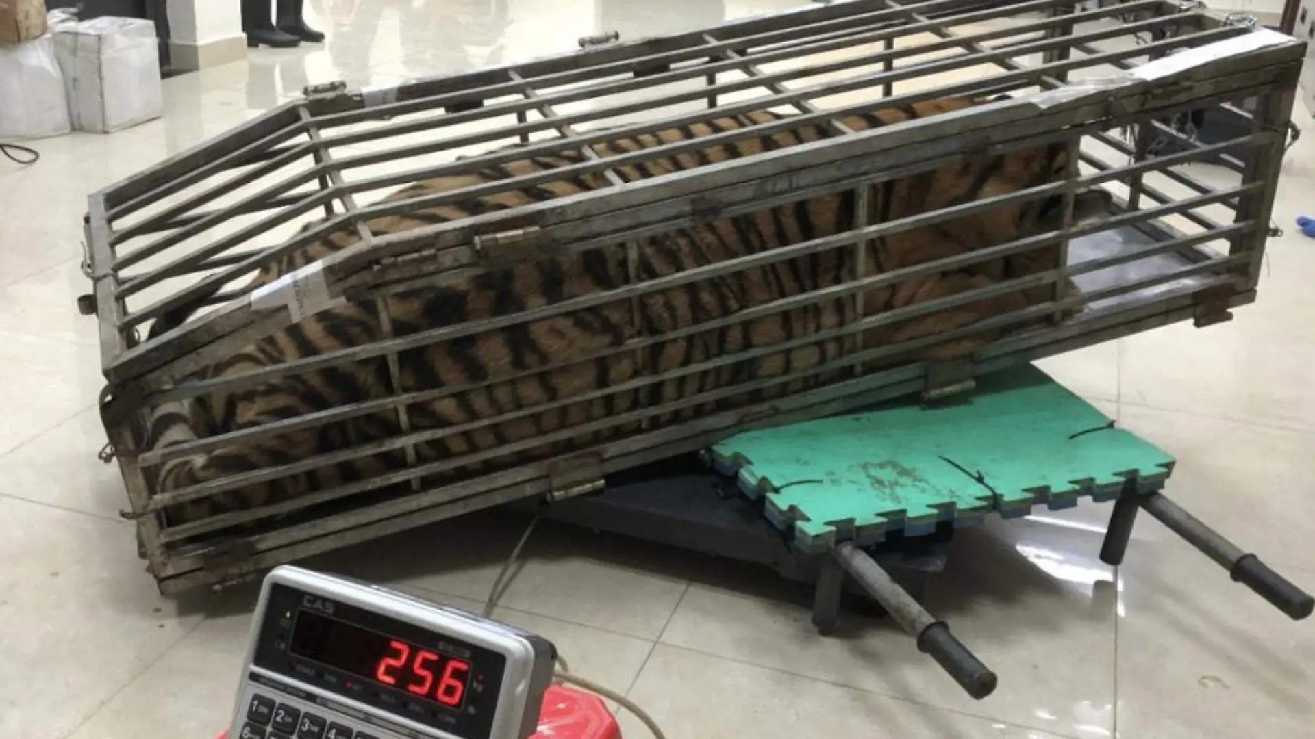 Ein Tiger in einem Käfig.