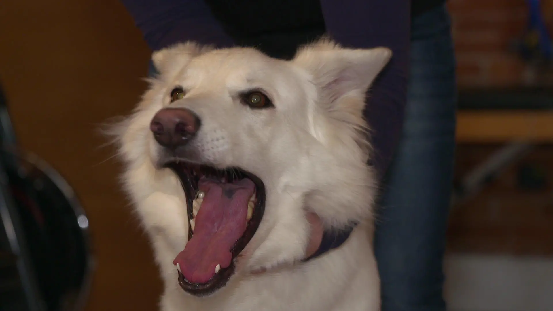 Hund gähnt