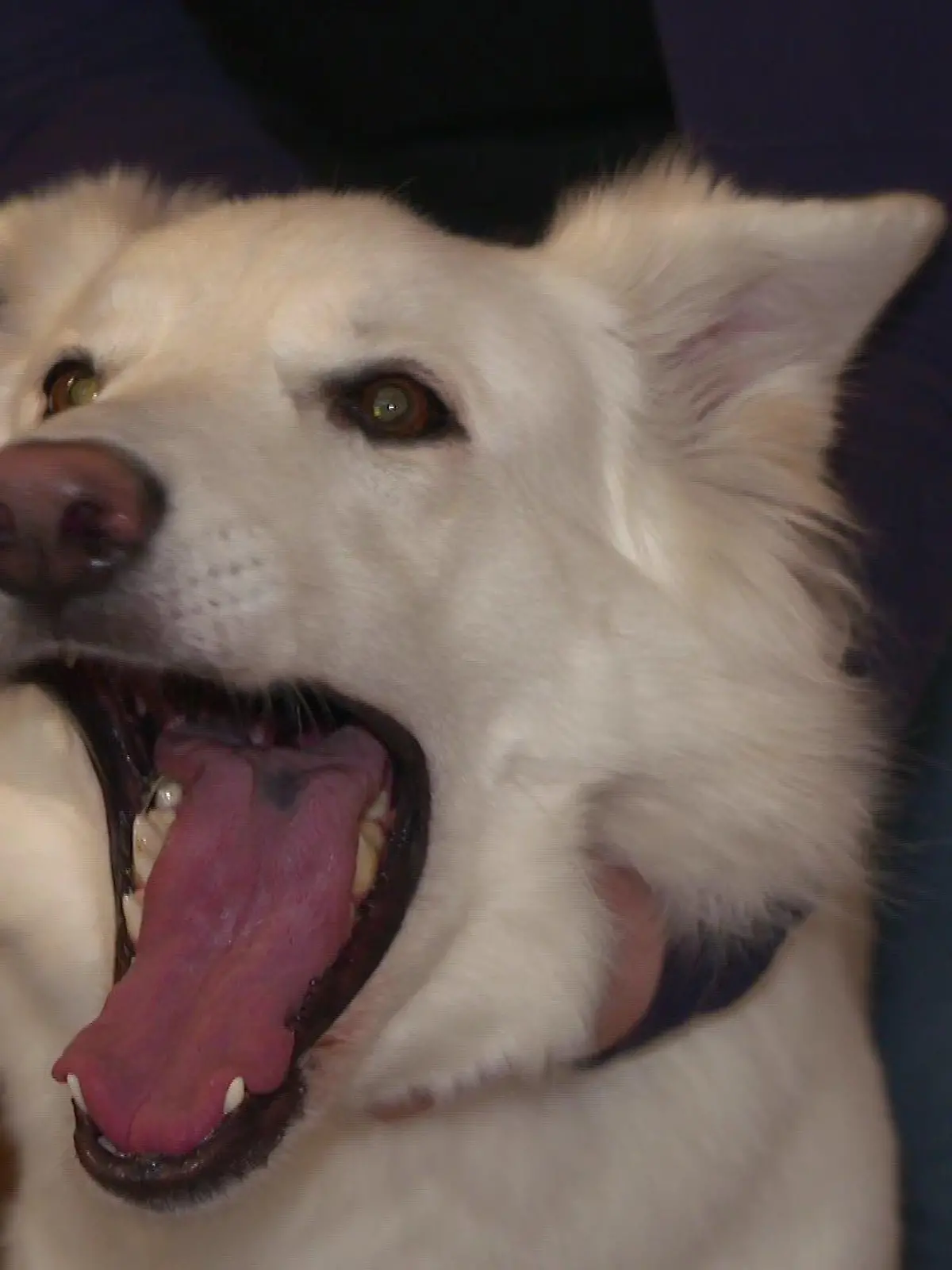 Hund gähnt 