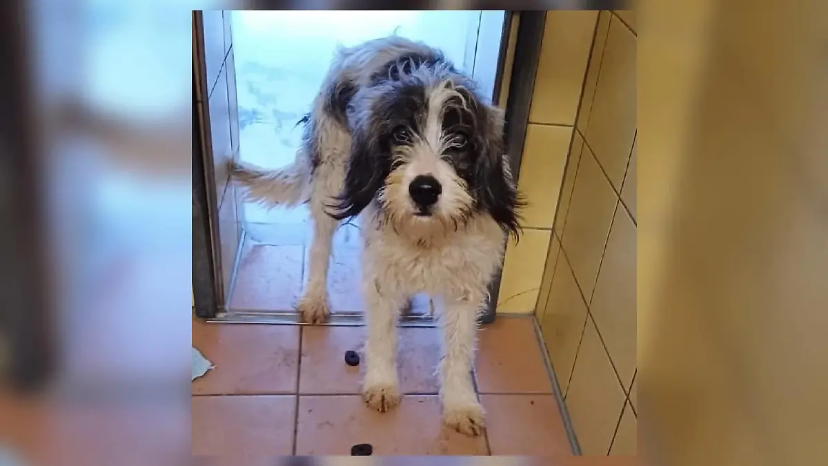 Die Tierrettung Köln-Porz konnte einen weiteren verwahrlosten Hund retten. Er wird jetzt im Tierheim Köln-Dellbrück aufgepäppelt.