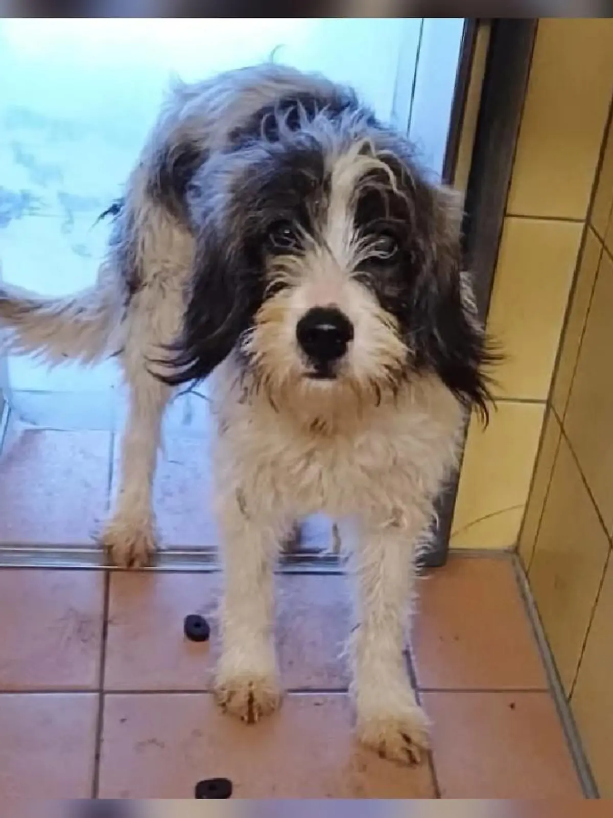 Die Tierrettung Köln-Porz konnte einen weiteren verwahrlosten Hund retten. Er wird jetzt im Tierheim Köln-Dellbrück aufgepäppelt.