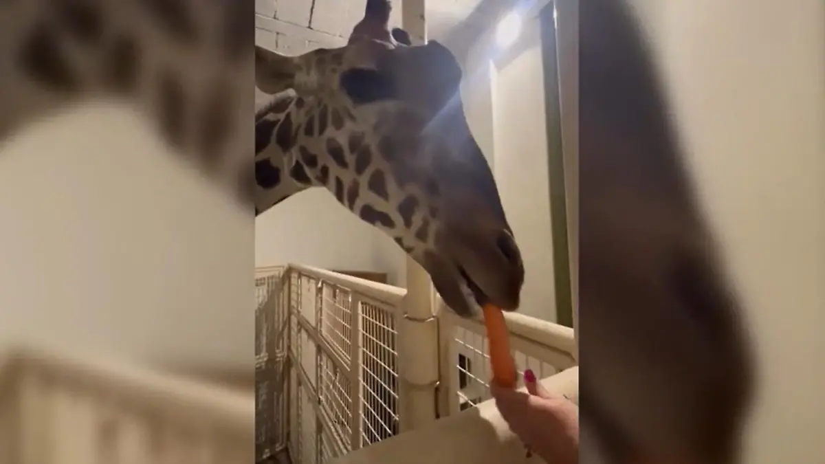 Eine Giraffe frisst eine Möhre.