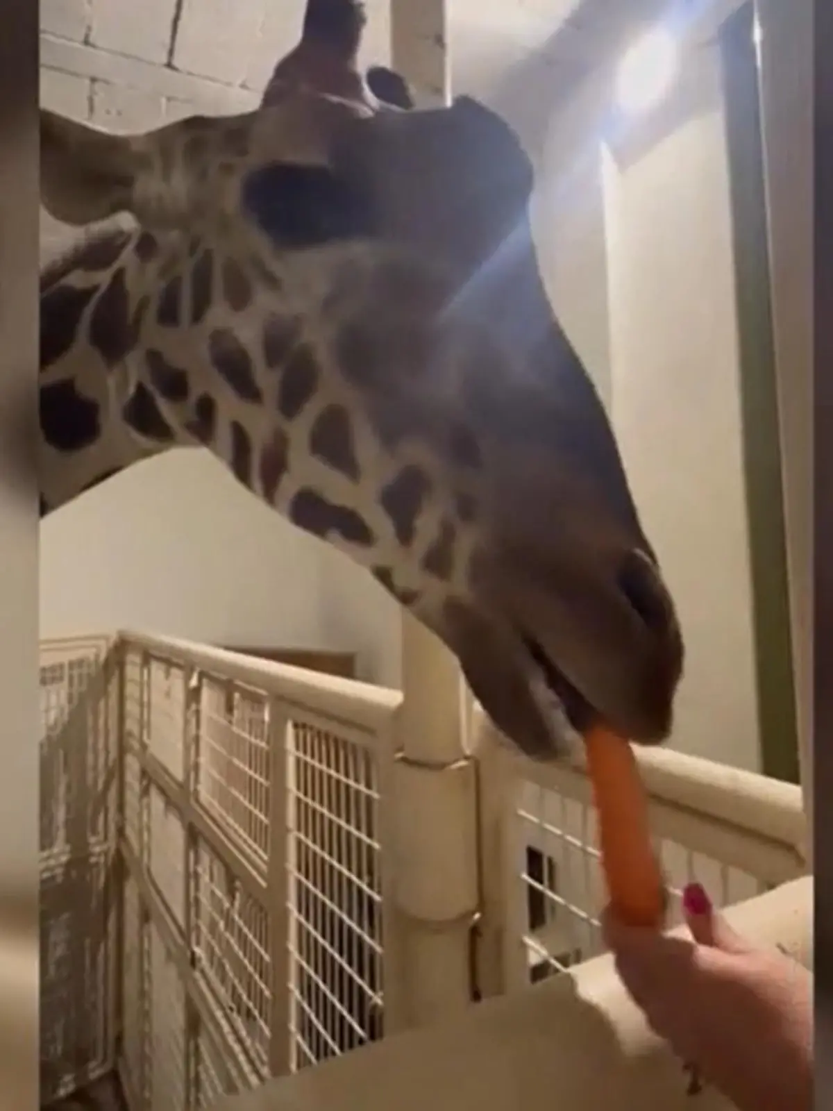 Eine Giraffe frisst eine Möhre.