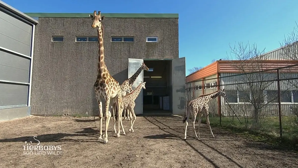 Die Giraffenbabys machen einen Ausflug Ins Außengehege