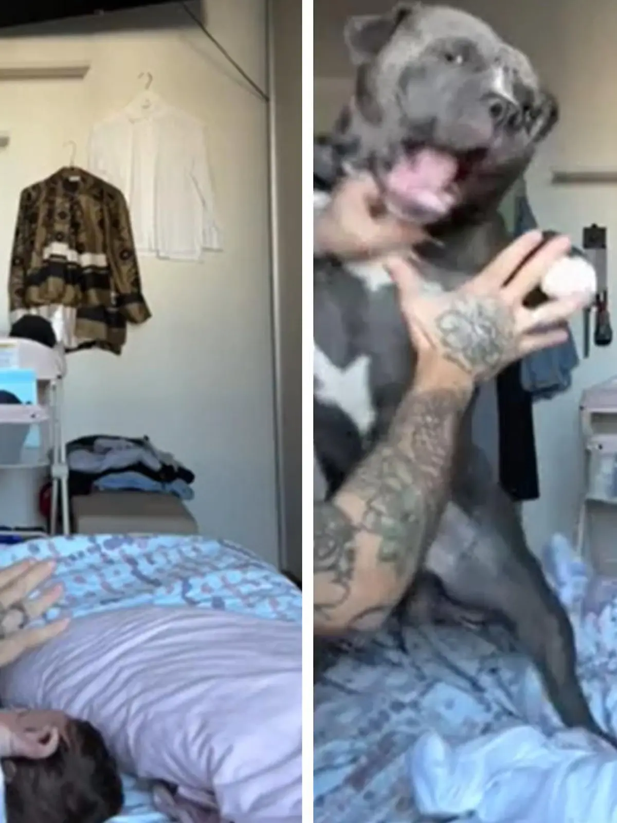 Influencer Massi aus Italien bringt seinem American Bully Mino bei seine Tochter zu beschützen. Ob das eine gute Idee ist? Der Schweizer Tierschutz warnt davor. Die Aktion sei gefährlich, denn der Hund könne später nicht unterscheiden, welche Begegnung mit der Tochter normal und welche wirklich gefährlich ist. So könnte eine zu schnelle Handbewegung schon bedrohlich wirken...