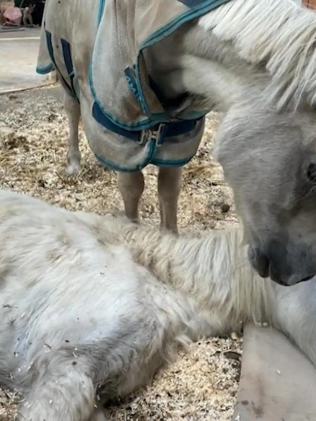 Biene ist mit 49 Jahren eine echte Pony-Omi. Und sie hat ganz besondere Gaben. 
 
"Die hat die Angewohnheit jedes Pony in ihrer Größe zu adoptieren. Und dann hat Biene noch die Möglichkeit in sich entdeckt zu wissen, wann Pferde gehen wollen. Dann stellt sie sich neben dieses Pferd und geht da nicht weg. Überhaupt nicht. Sie begleitet die Pferde bis zum Schluss."

Eine tierische Sterbebegleitung von einem tapferen Pony auf dem Gnadenhof.
