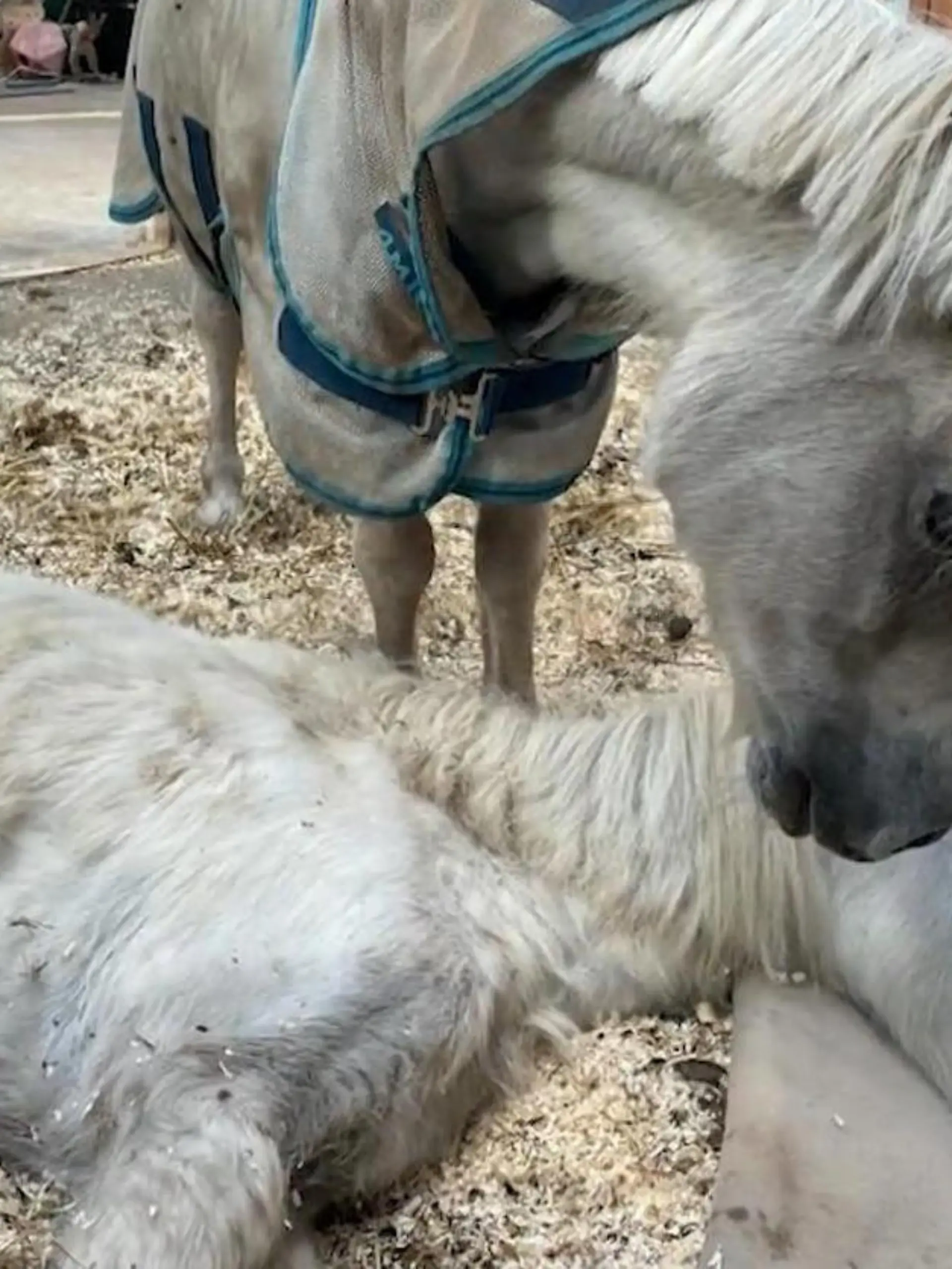 Biene ist mit 49 Jahren eine echte Pony-Omi. Und sie hat ganz besondere Gaben. 
 
"Die hat die Angewohnheit jedes Pony in ihrer Größe zu adoptieren. Und dann hat Biene noch die Möglichkeit in sich entdeckt zu wissen, wann Pferde gehen wollen. Dann stellt sie sich neben dieses Pferd und geht da nicht weg. Überhaupt nicht. Sie begleitet die Pferde bis zum Schluss."

Eine tierische Sterbebegleitung von einem tapferen Pony auf dem Gnadenhof.