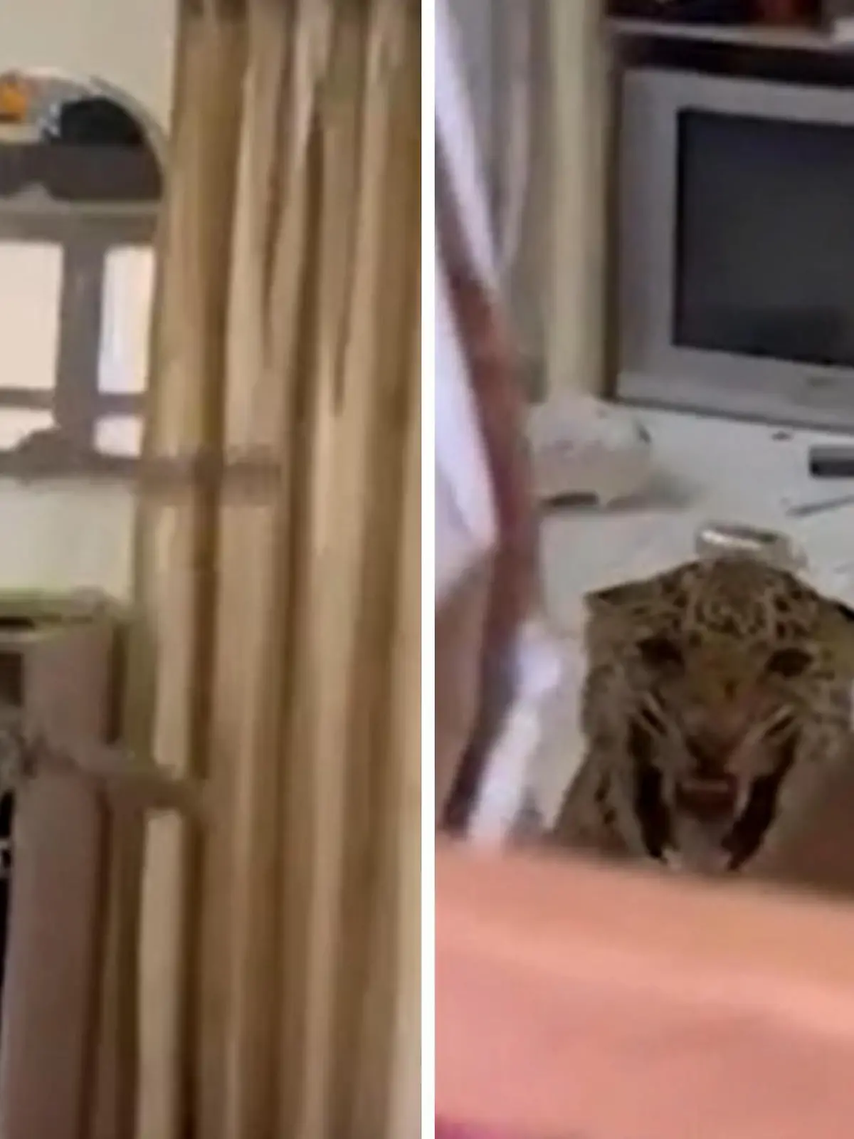Wenn das mal keine nervenaufreibende Überraschung war! Ein Leopard verschafft sich im Castle Kanota Heritage Hotel in Jaipur (Indien) Zugang in ein Zimmer. Die Hotelgäste sind geschockt von ihrem neuen Untermieter - filmen die Aktion aber dennoch. Als die Mitarbeiter durch bellende Hunde auf die Großkatze aufmerksam werden, rufen sie umgehend die Forstbehörde. Ob der Leopard eingefangen werden konnte, seht ihr im Video.