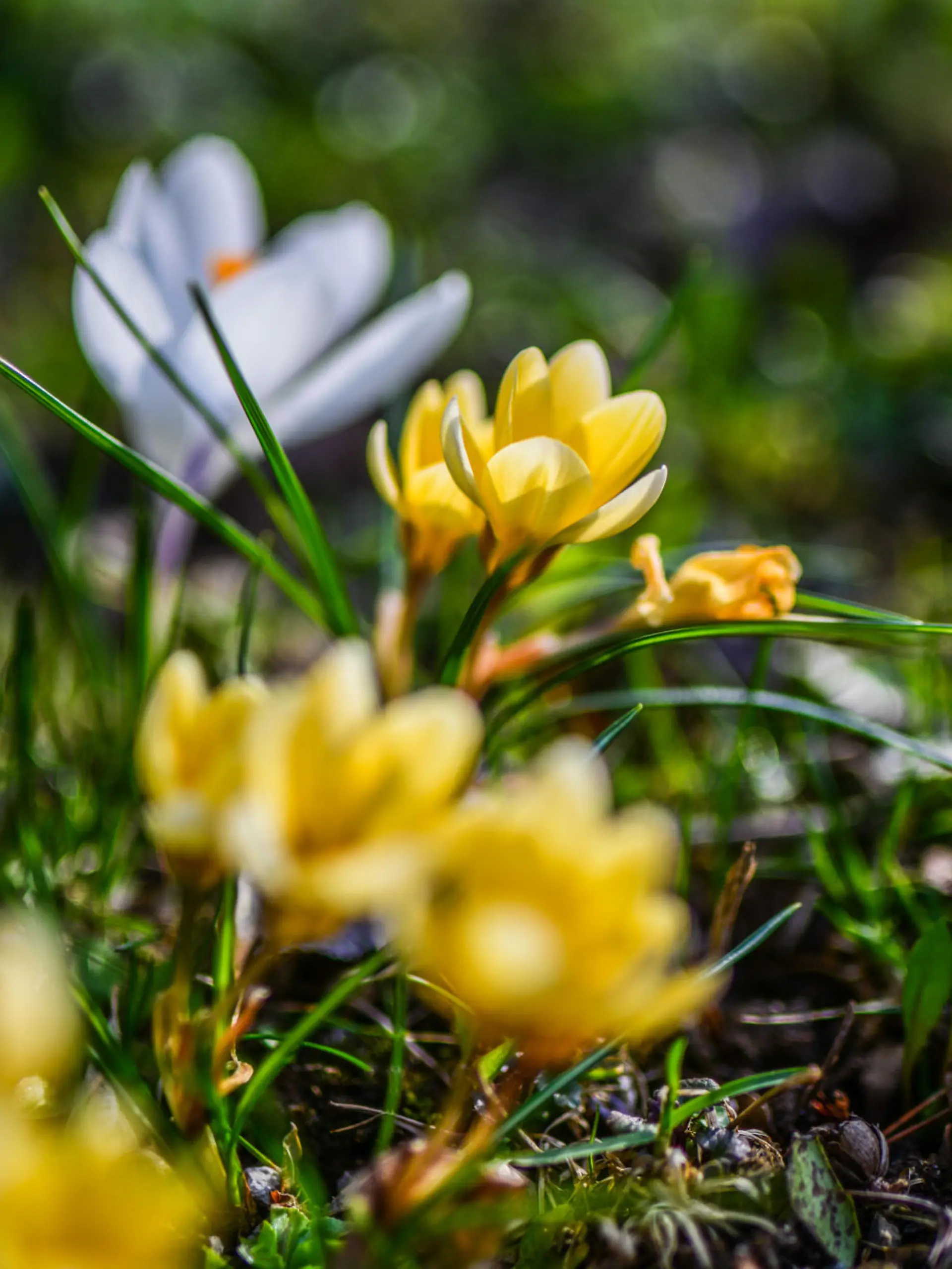 26.03.2021, Baden-Württemberg, Heubach: Der Frühling ist da und die Natur erwacht jeden Tag mehr. Bei Heubach im Ostalbkreis blühen die Blumen und werden von der Sonne angestrahlt. Die Sonnenstrahlen locken bereits seit Tagen Frühblüher aus der Erde hervor. Foto: Marius Bulling/Ostalb Network